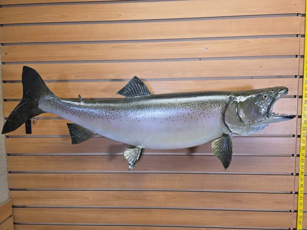 FHCM60 -38" King Salmon Real Skin Fish Taxidermy