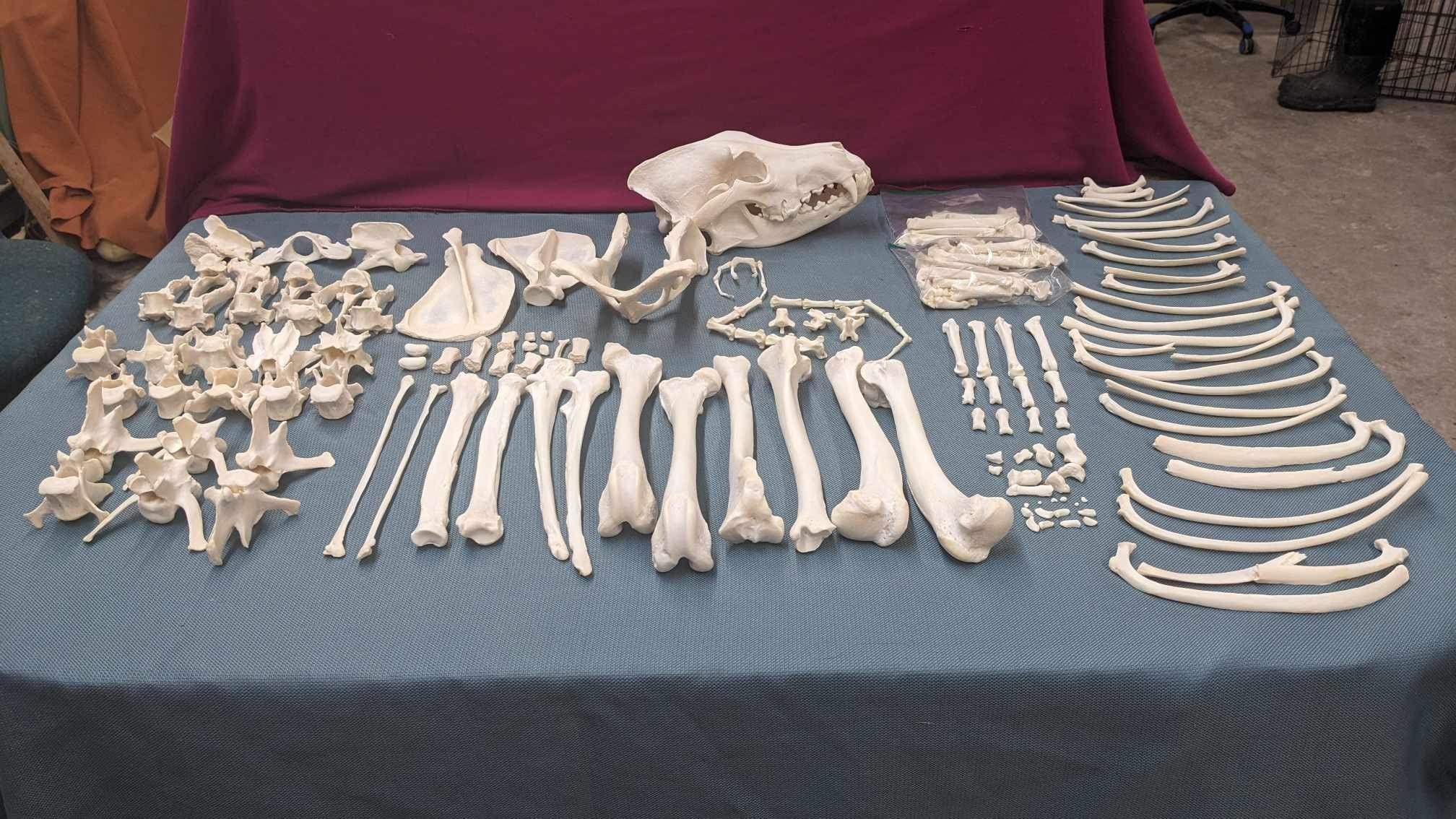 Alaskan Wolf full skeleton for articulating (professionally cleaned)