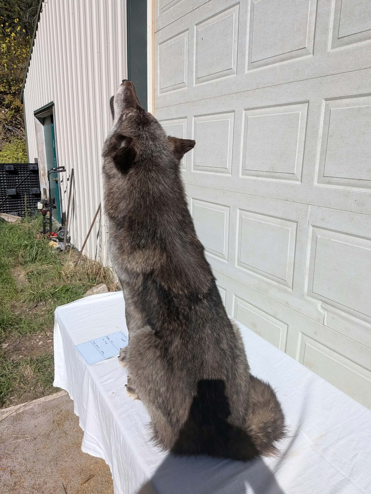 FHPAT247- Beautiful Alaskan Wolf Lifesize Taxidermy Mount