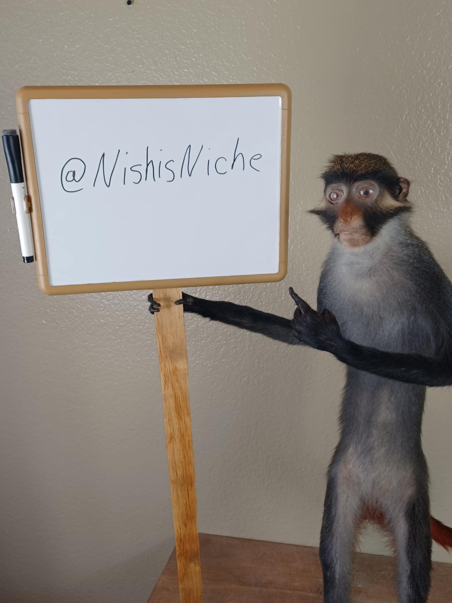 Red eared monkey taxidermy mount