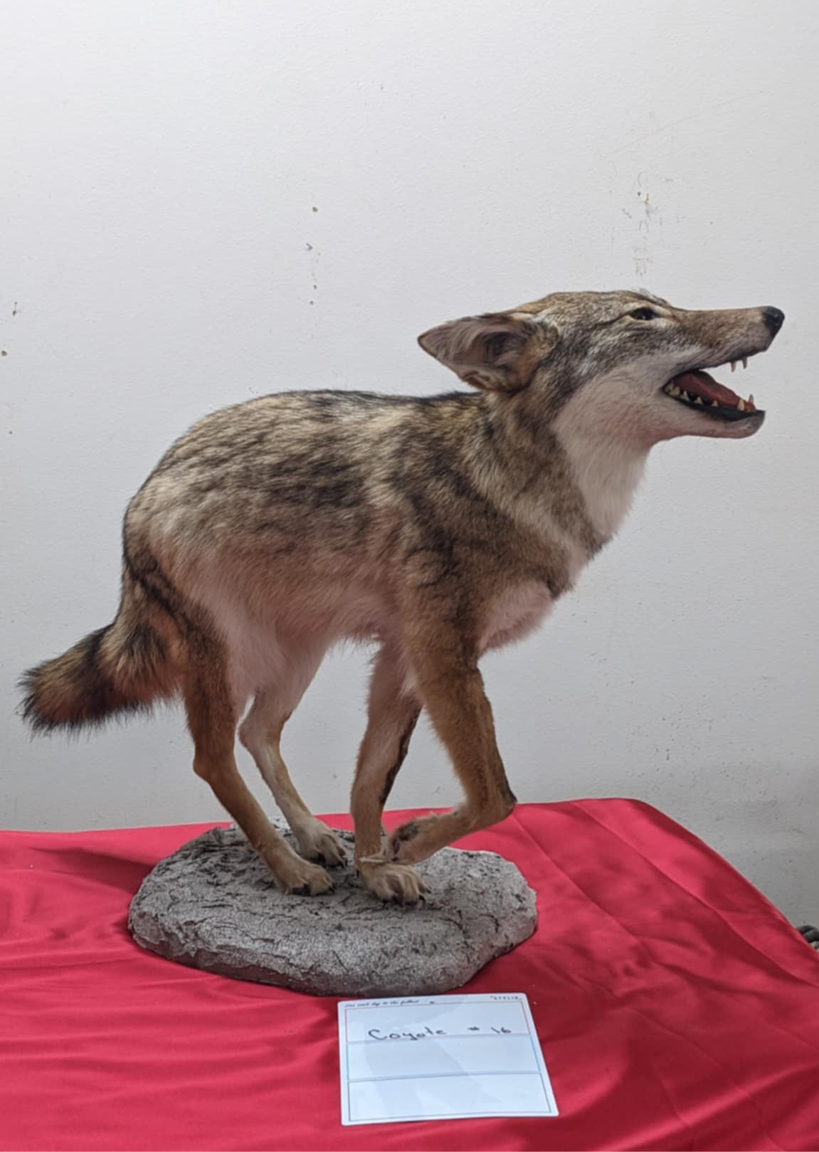 FHPAT5-Coyote full body taxidermy mount