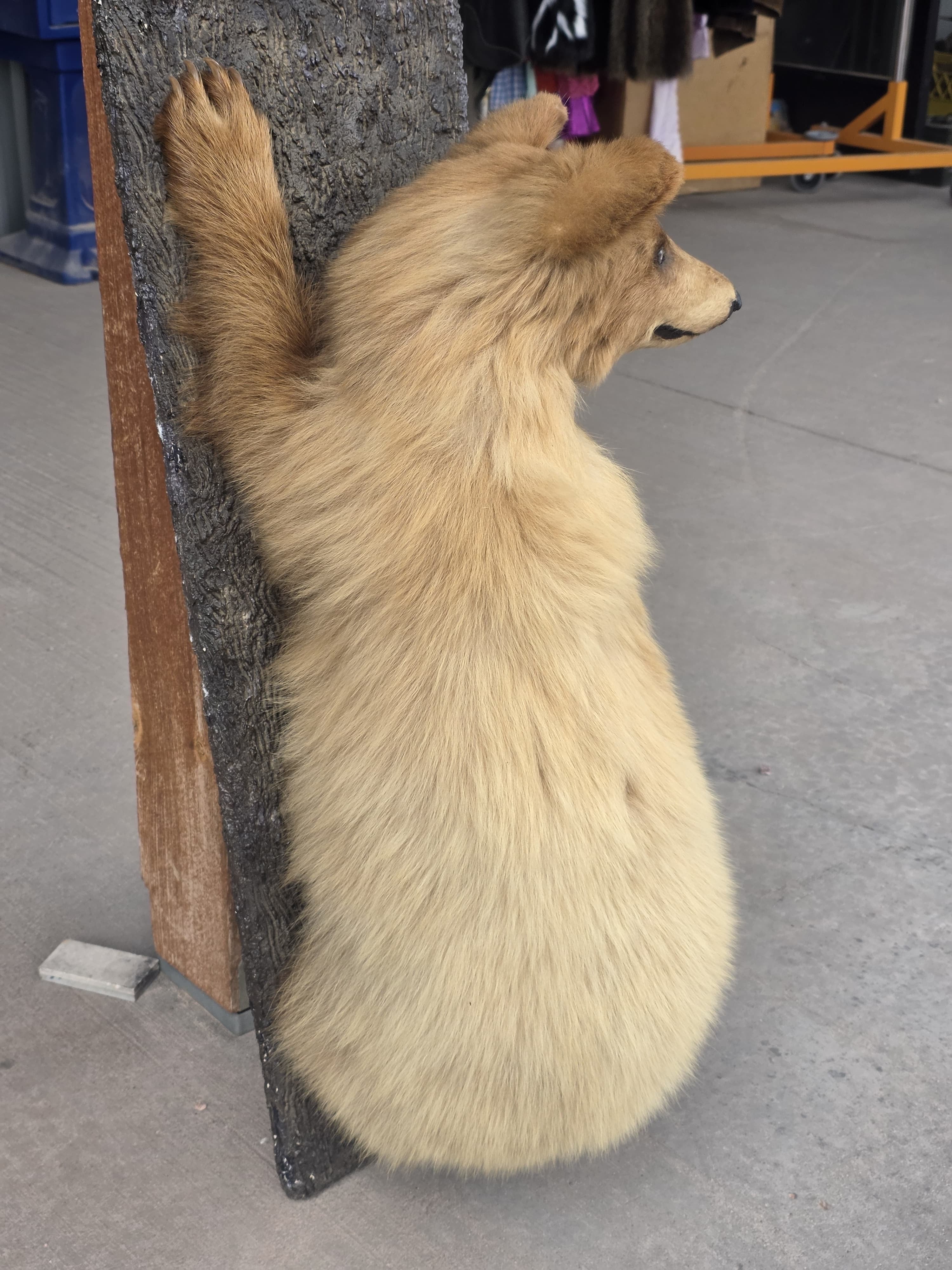 FH7828 - Extremely cute baby bear taxidermy mount