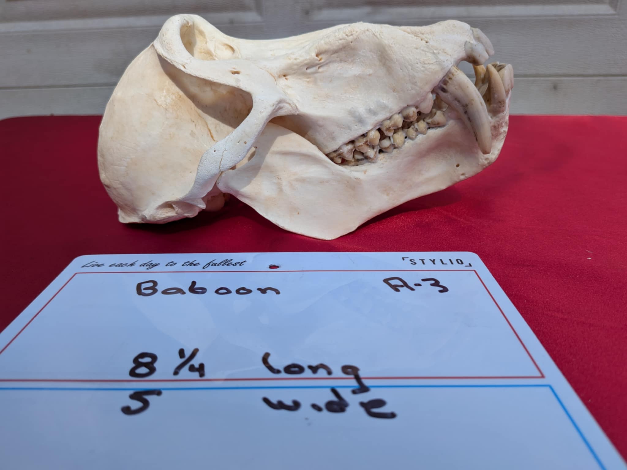 FHPATR3 - Impressive male Perfect Teeth baboon Skull