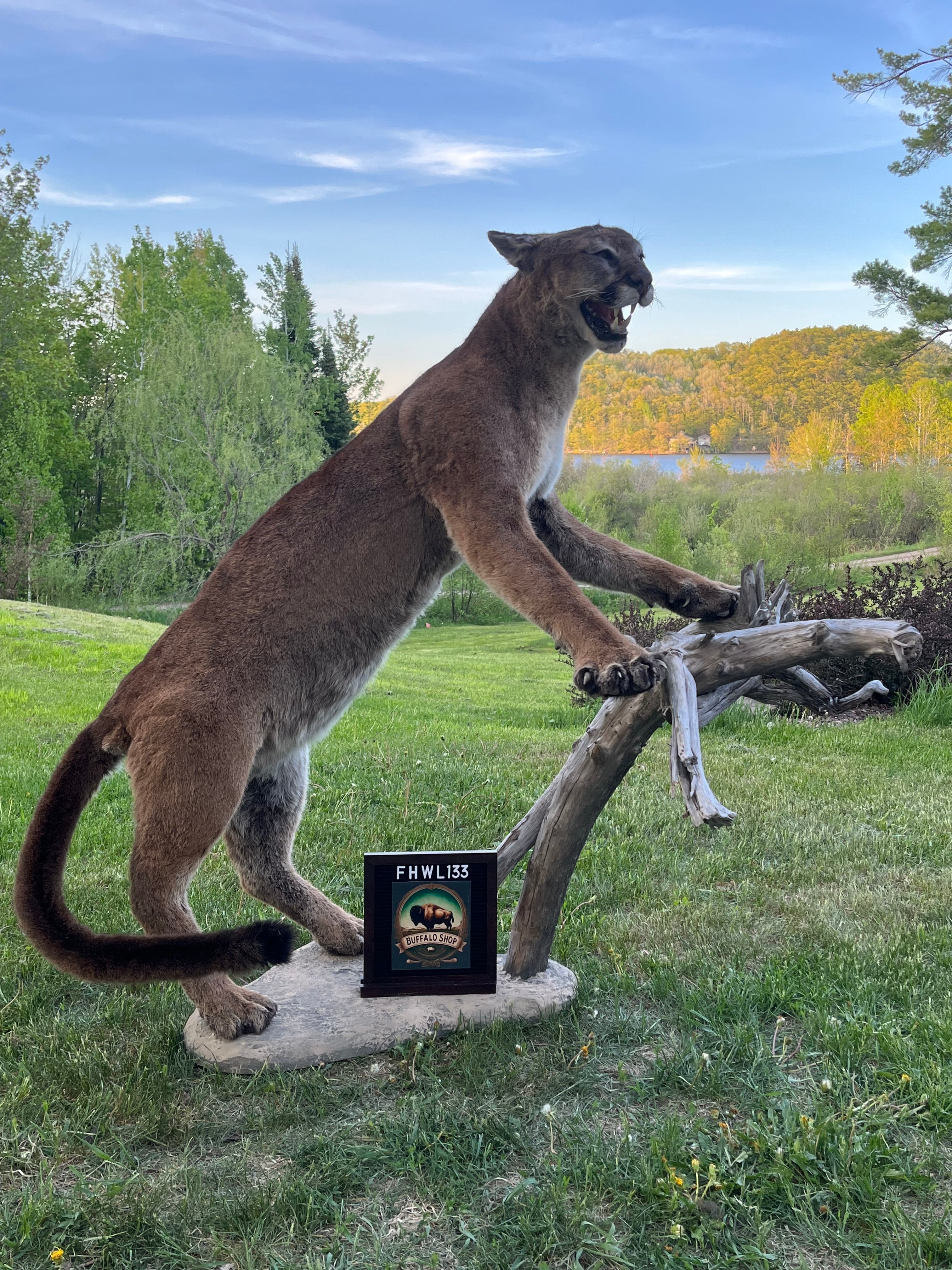 FHWL133 - massive Cougar aggressive Lifesize Taxidermy Mount