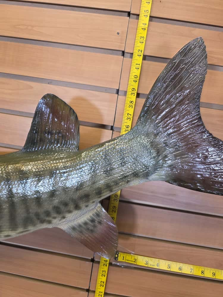 FHCM58 - Real Skin 51” Muskie Fish Taxidermy Wall Mount