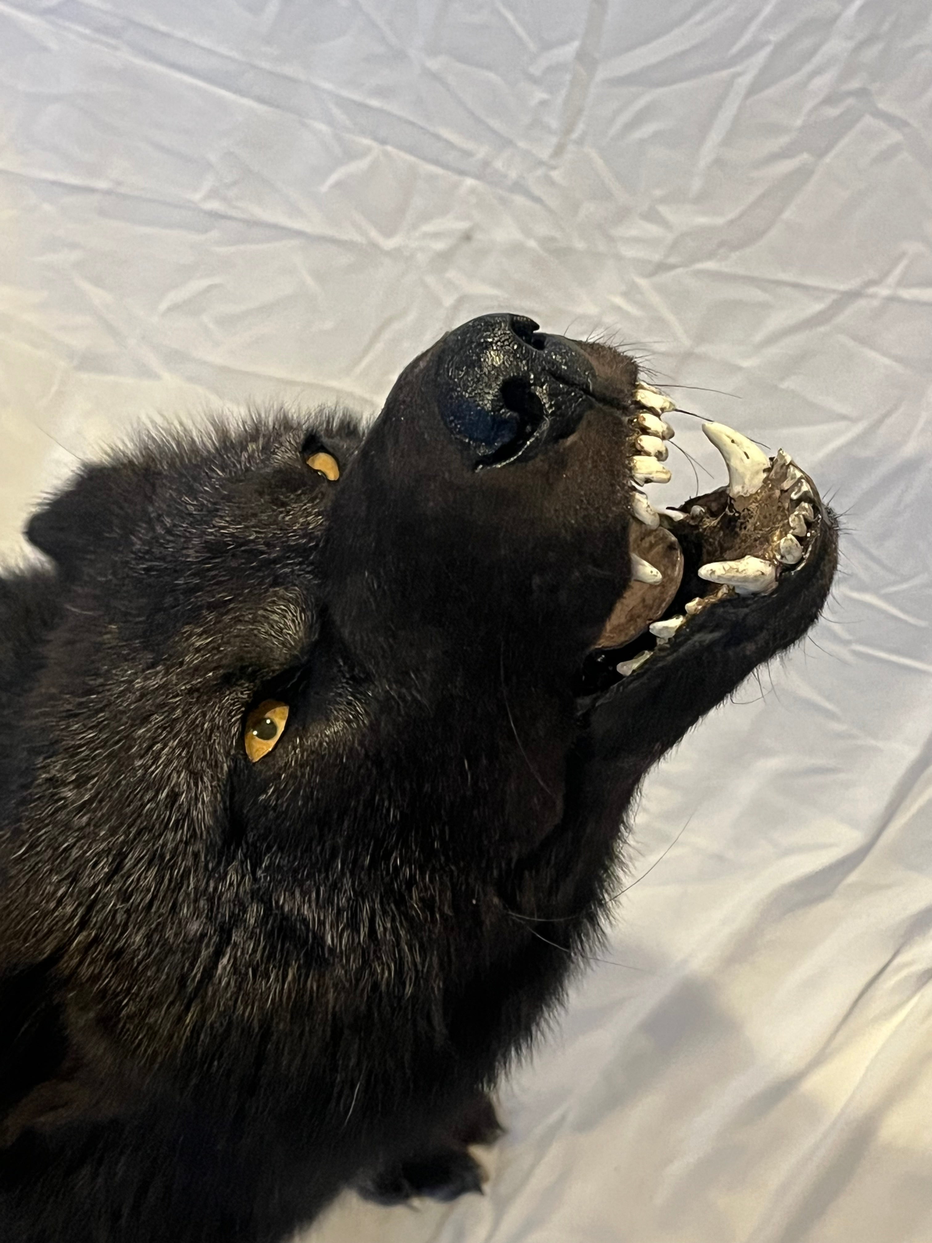 FHWL22- Rare Black Wolf Lifesize Taxidermy Mount