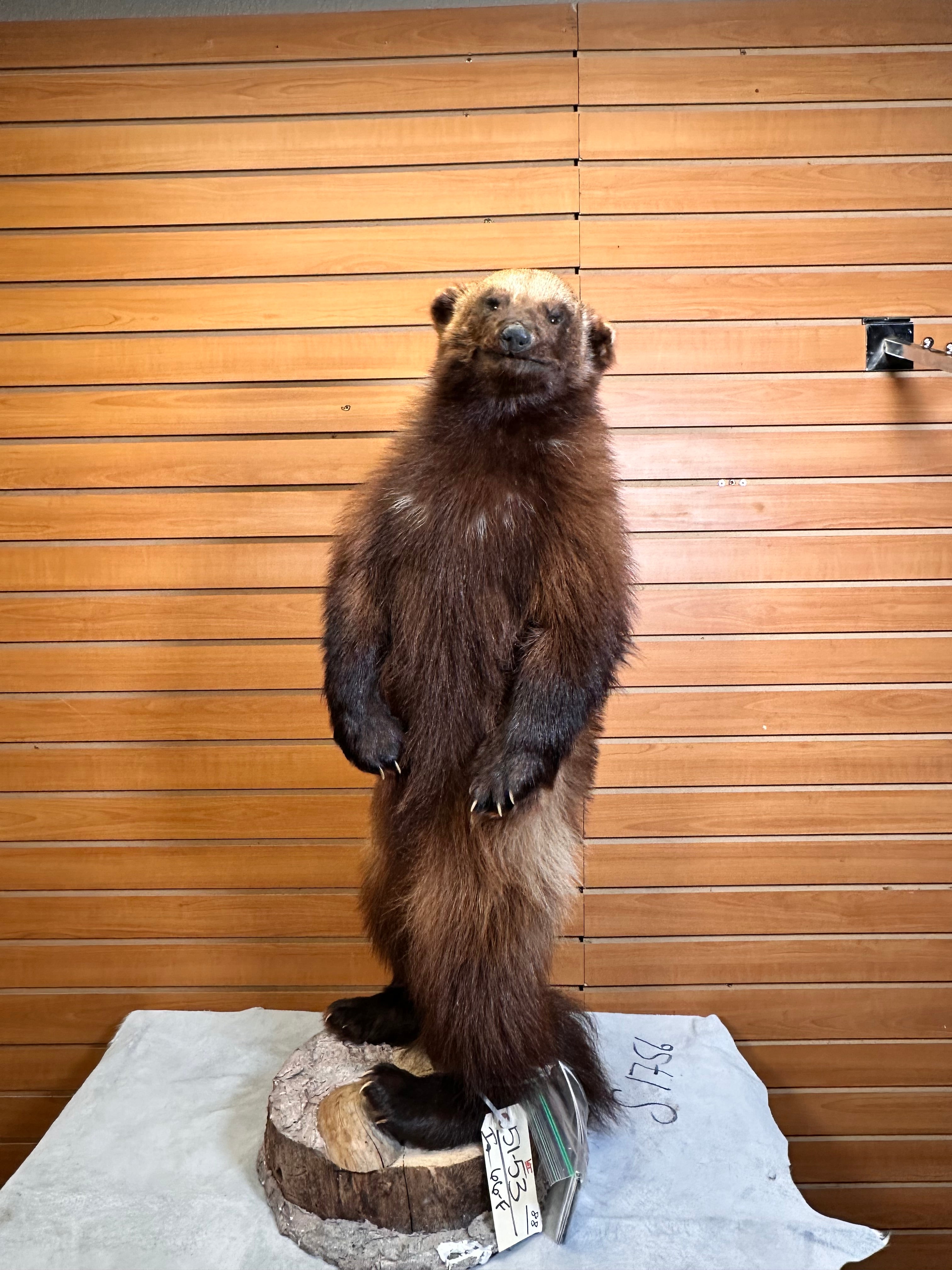 FHWOLV42-Beautiful Real Alaskan Wolverine Prime Fur Taxidermy Mount