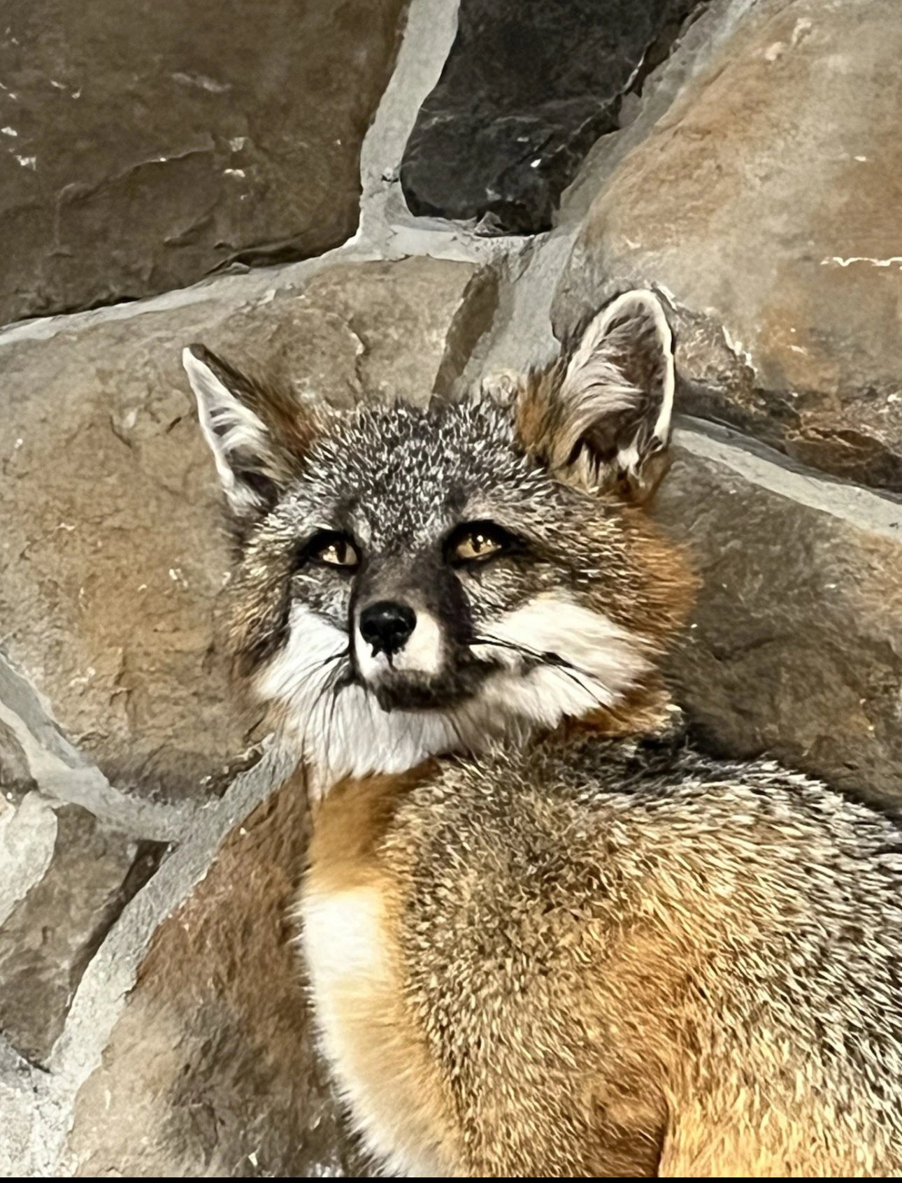 FHWA0824-Grey Fox Taxidermy Full Body Mount Cabin Camp Man Cave