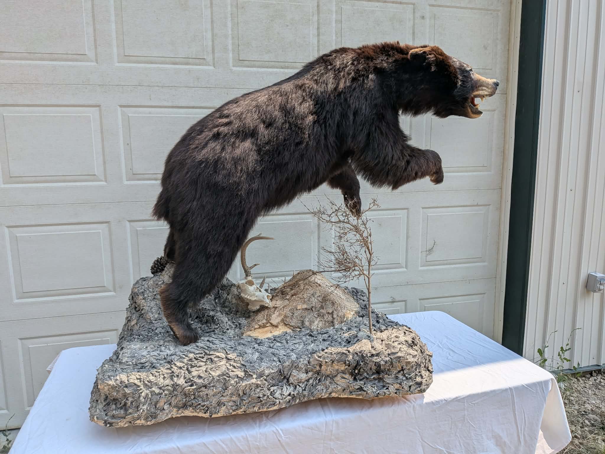 FHPATBE22 - full body black bear taxidermy