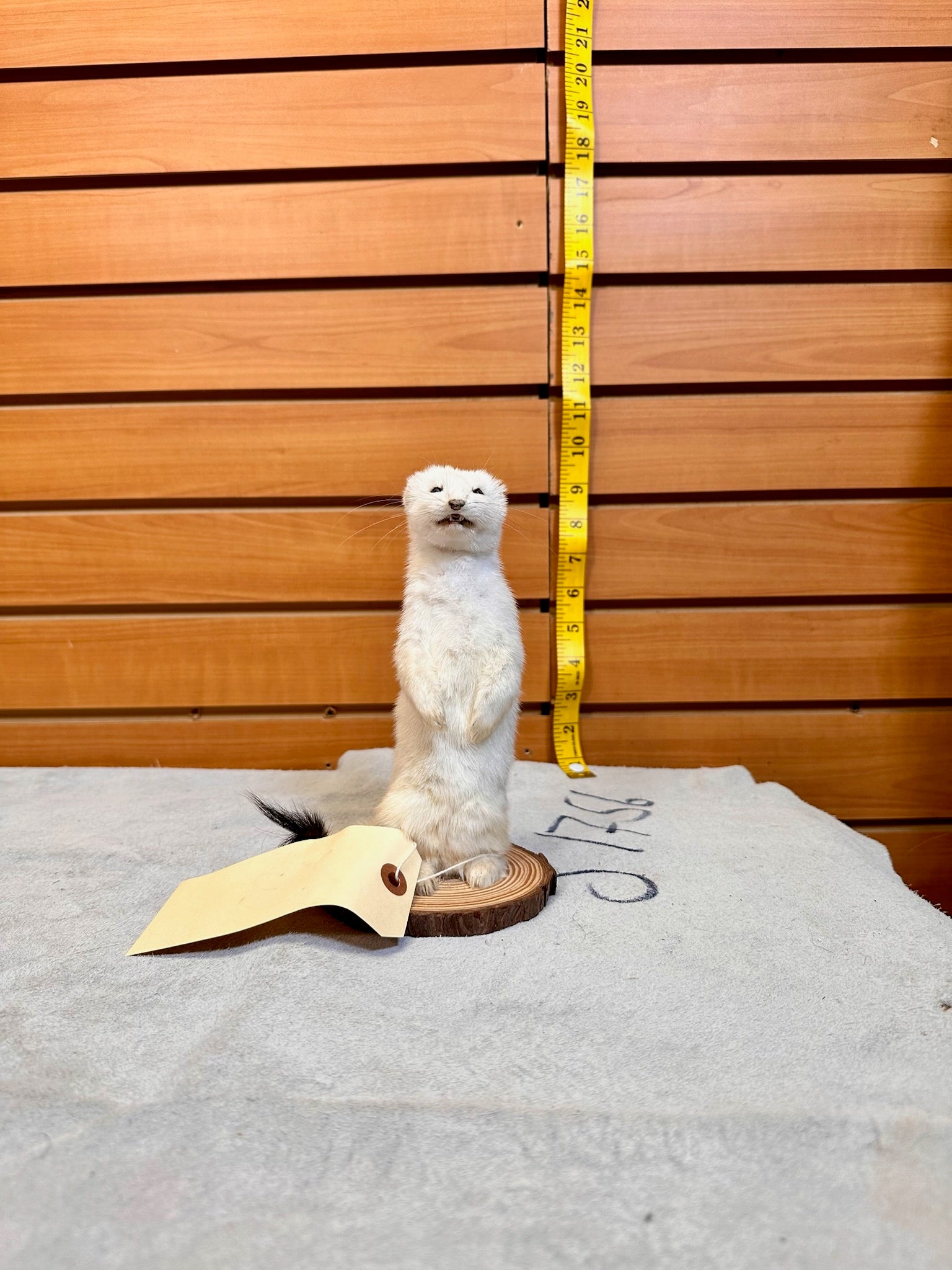 FHWEAS18 - Beautiful Adorable Weasel Ermine Small Animal Taxidermy
