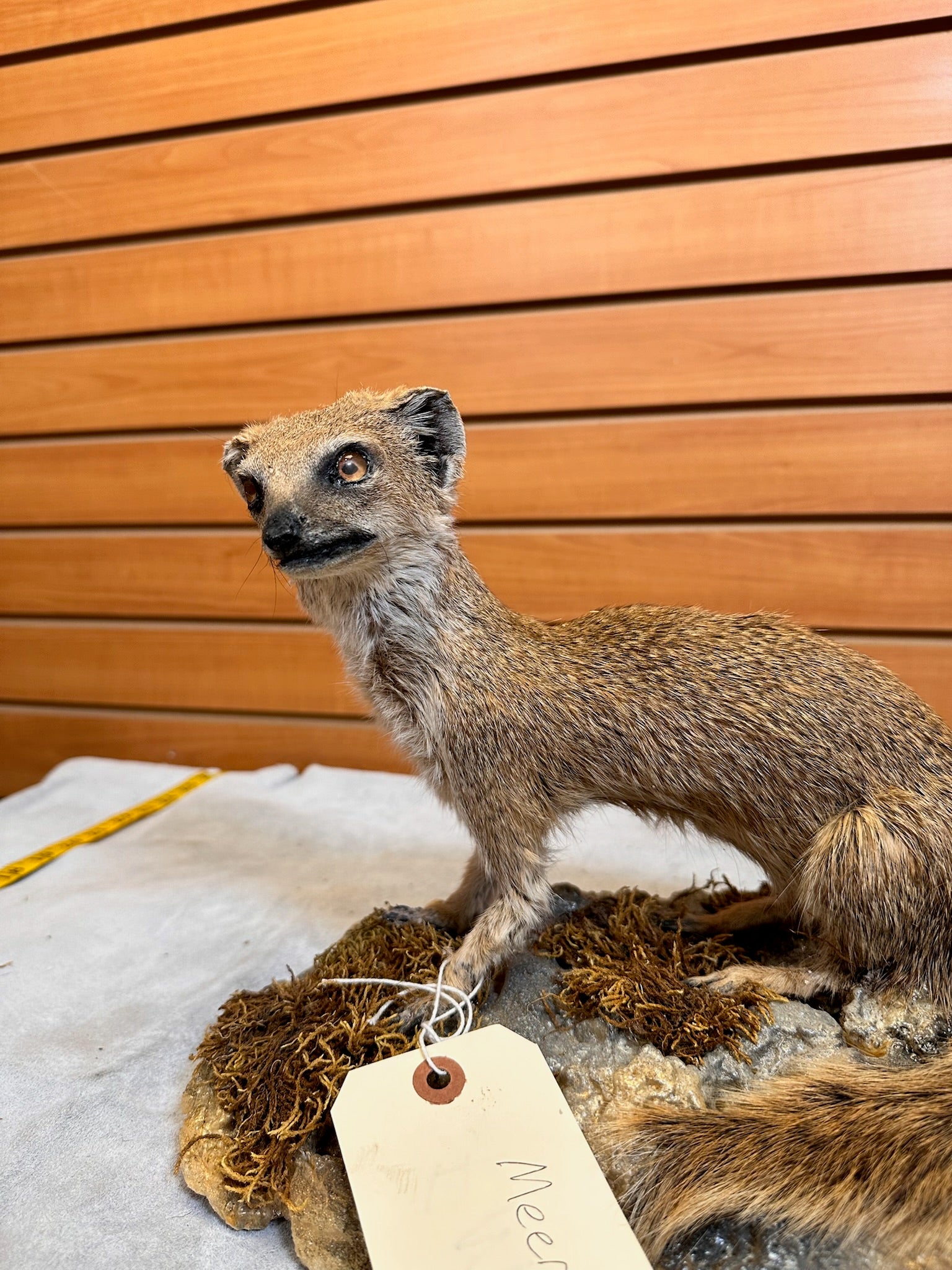 FH115-Rare Meerkat / Suricate Real Taxidermy Mount