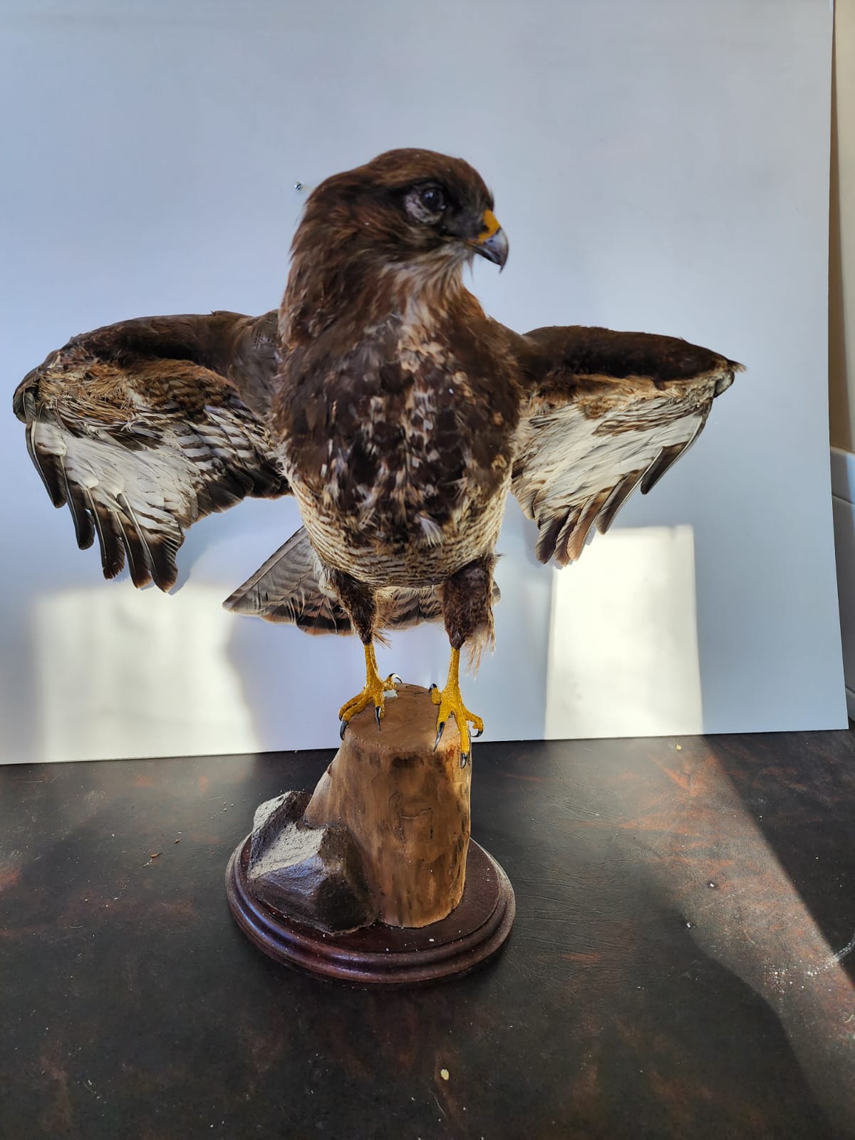 FHBB1 - Buteo Buteo taxidermy mount