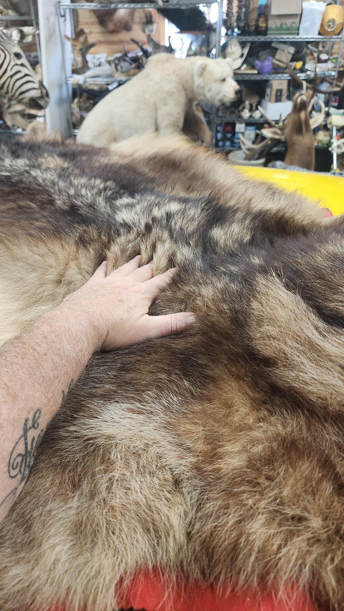 FHBRAD92 - Black Wolf rug taxidermy mount