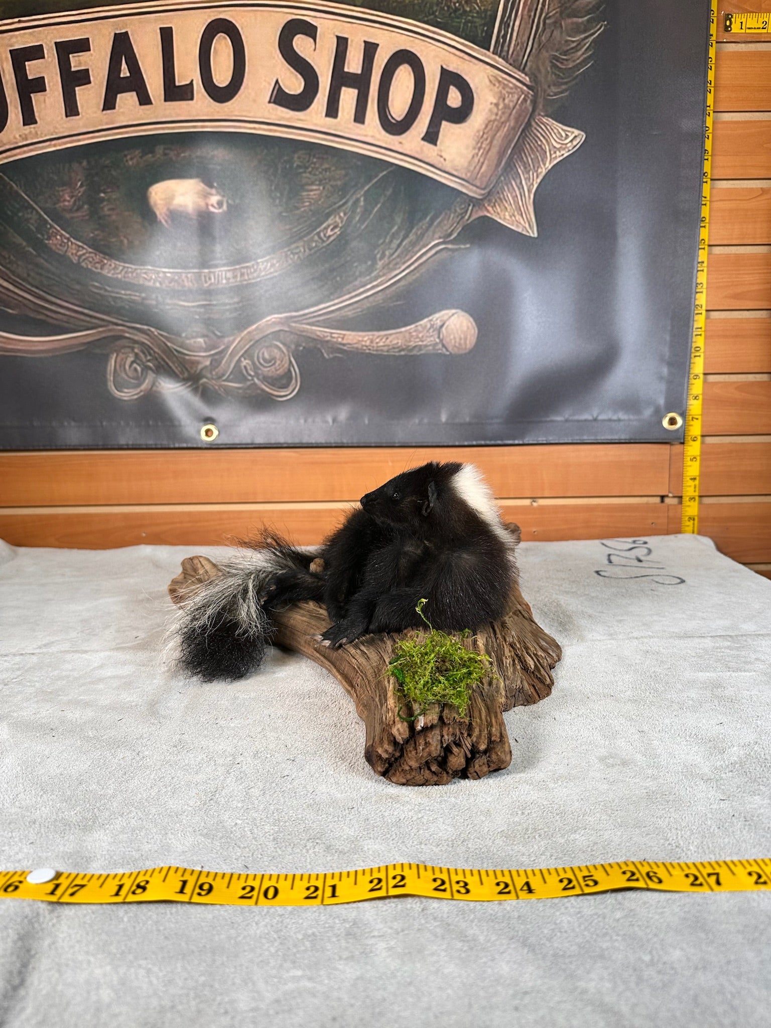 FHSKU33- baby skunk taxidermy mount