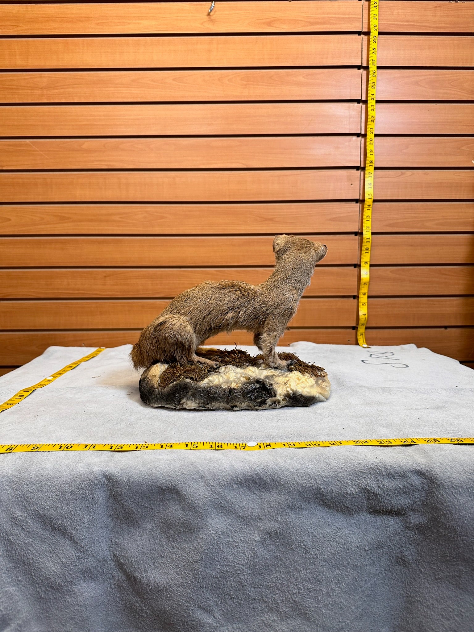 FH115-Rare Meerkat / Suricate Real Taxidermy Mount