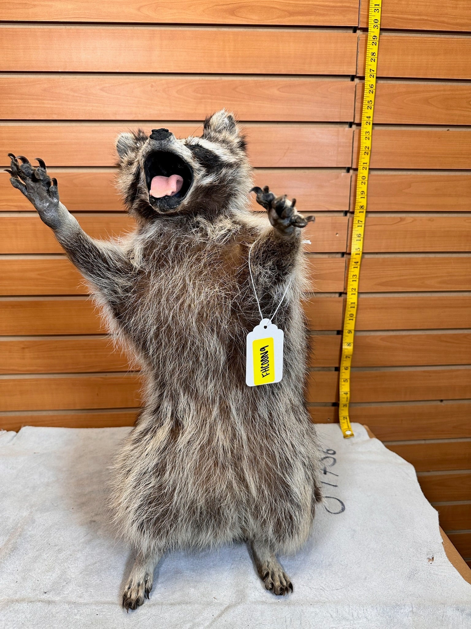 FHCOON9- raccoon taxidermy mount