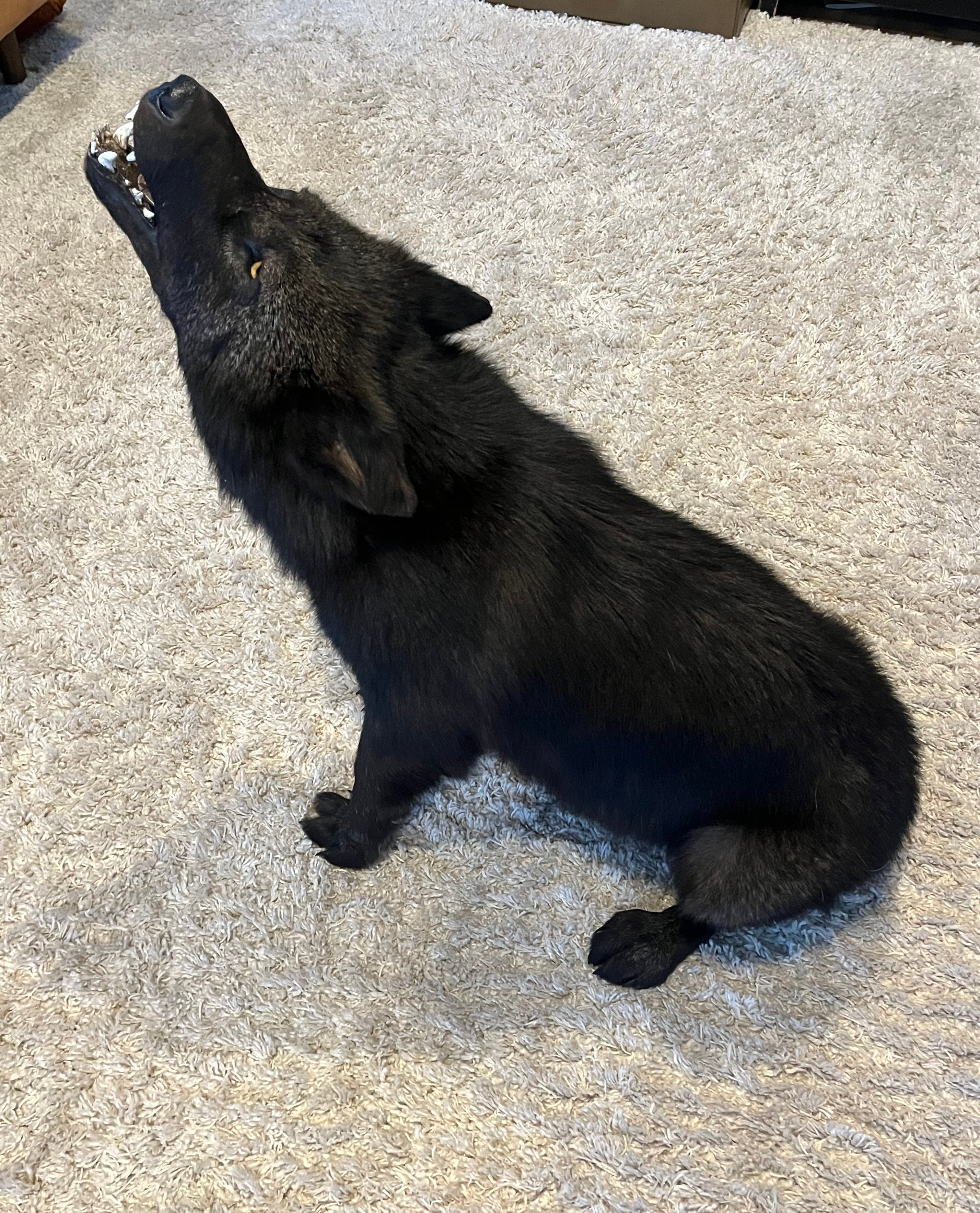 FHWL22- Rare Black Wolf Lifesize Taxidermy Mount