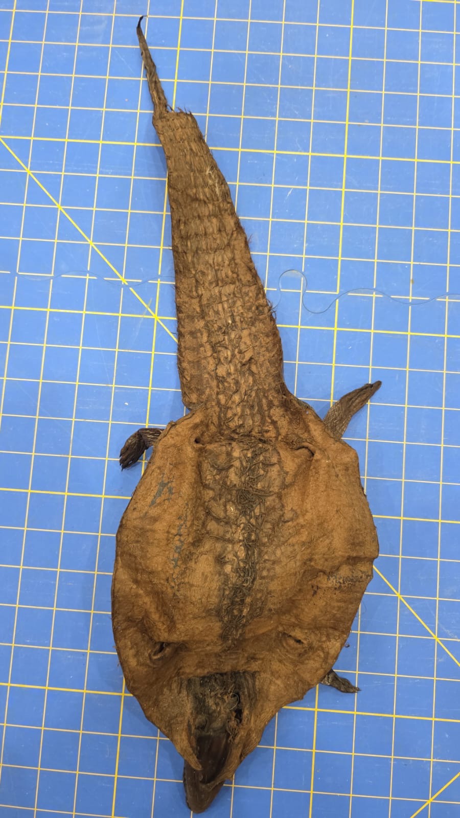 JVN3 - Dyed Alligator Skin Pelt Leather