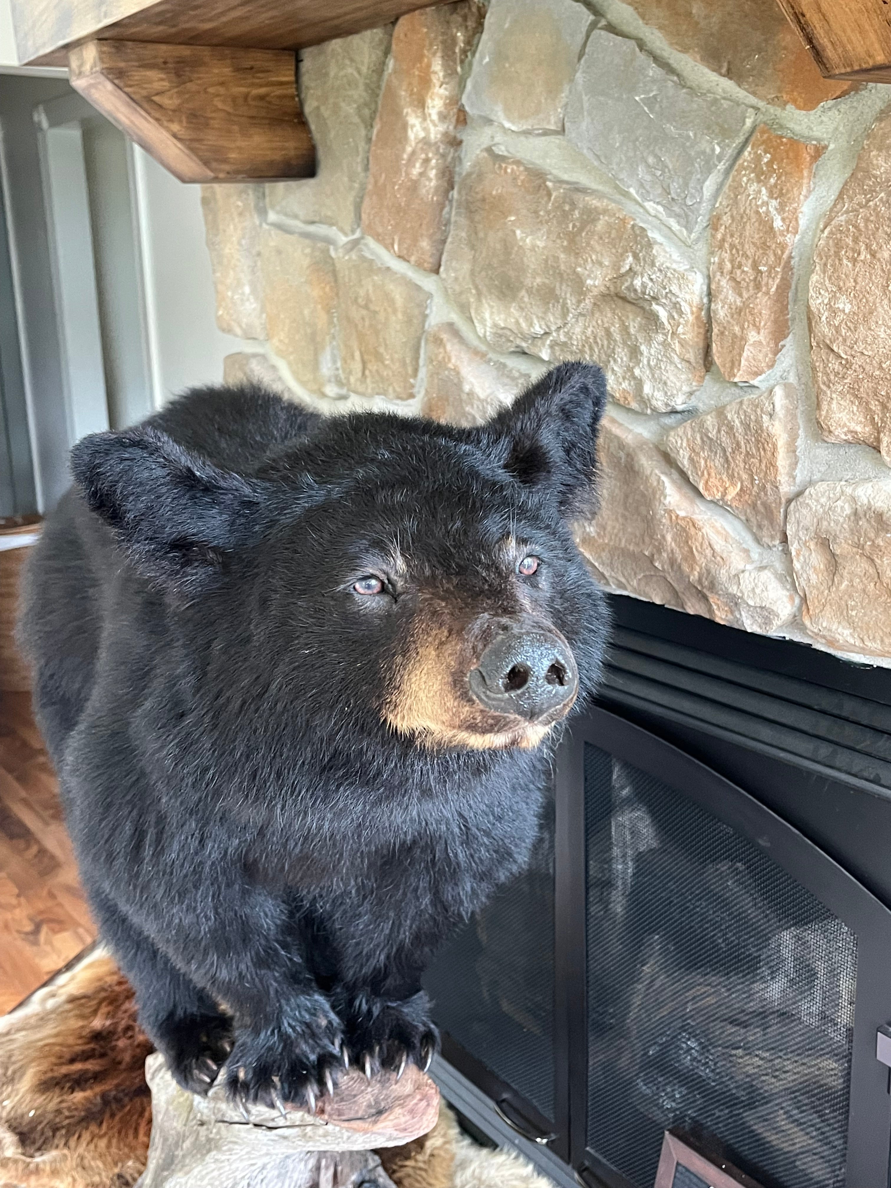 FHWL204 - Yearling Black Bear Cub Full Body taxidermy mount