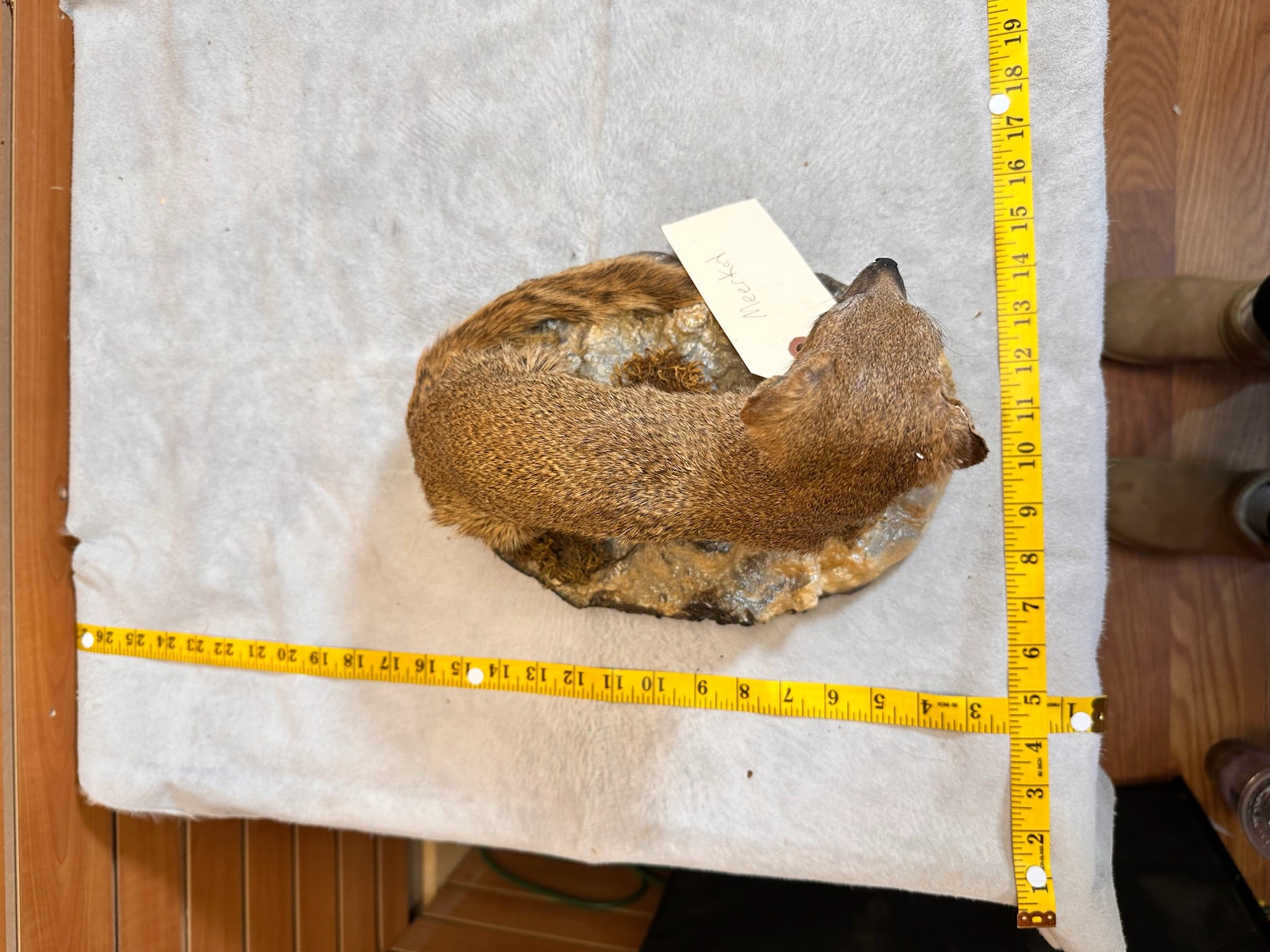 FH115-Rare Meerkat / Suricate Real Taxidermy Mount