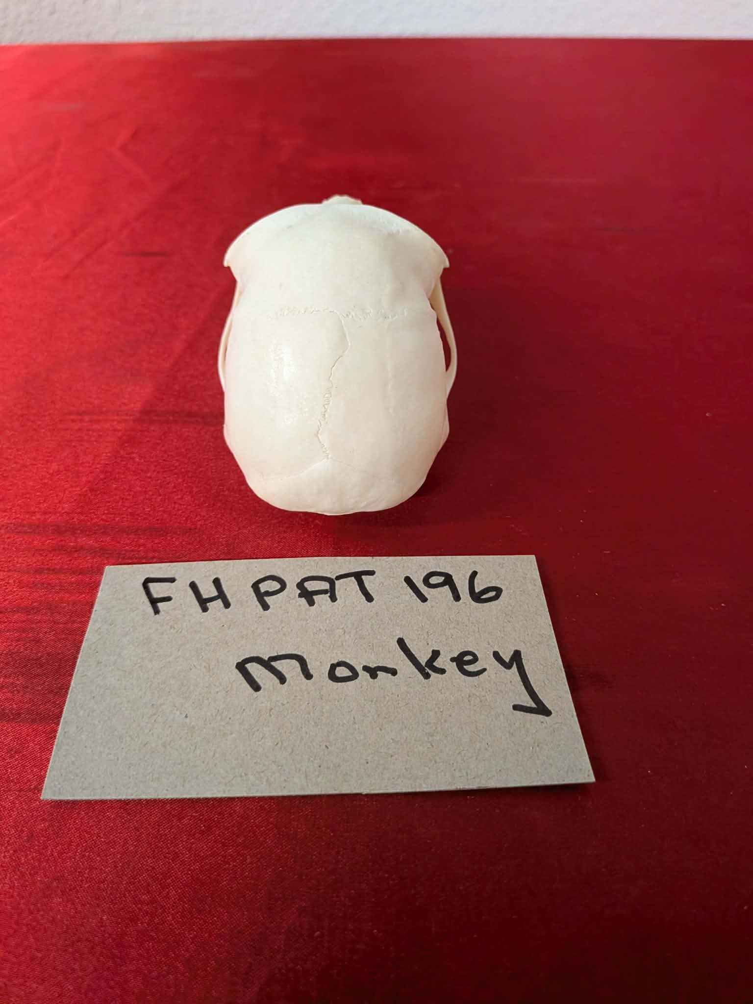 FHPAT196 - mustached real monkey skull