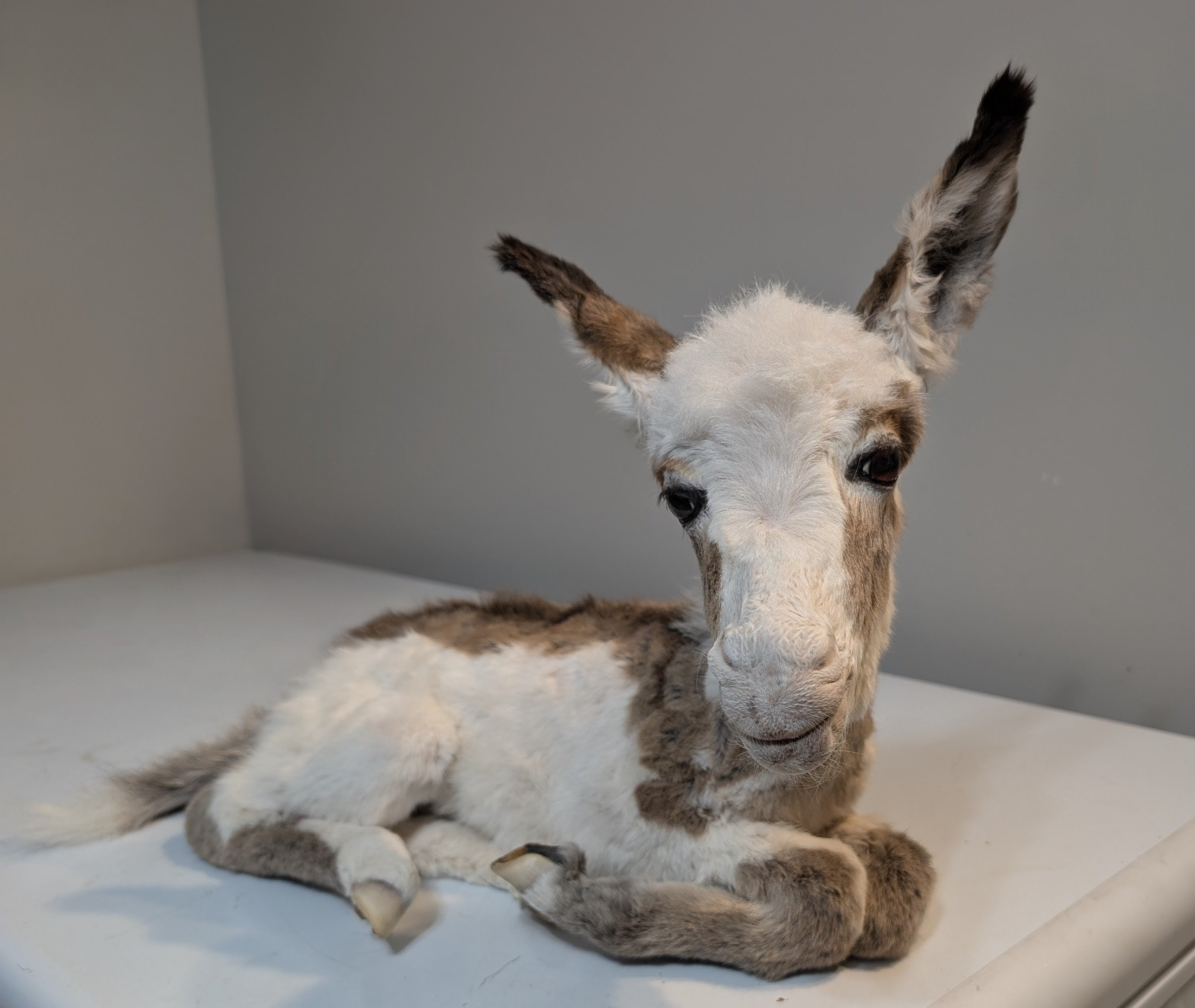 FHDM1 - Rare Real Baby Donkey Taxidermy