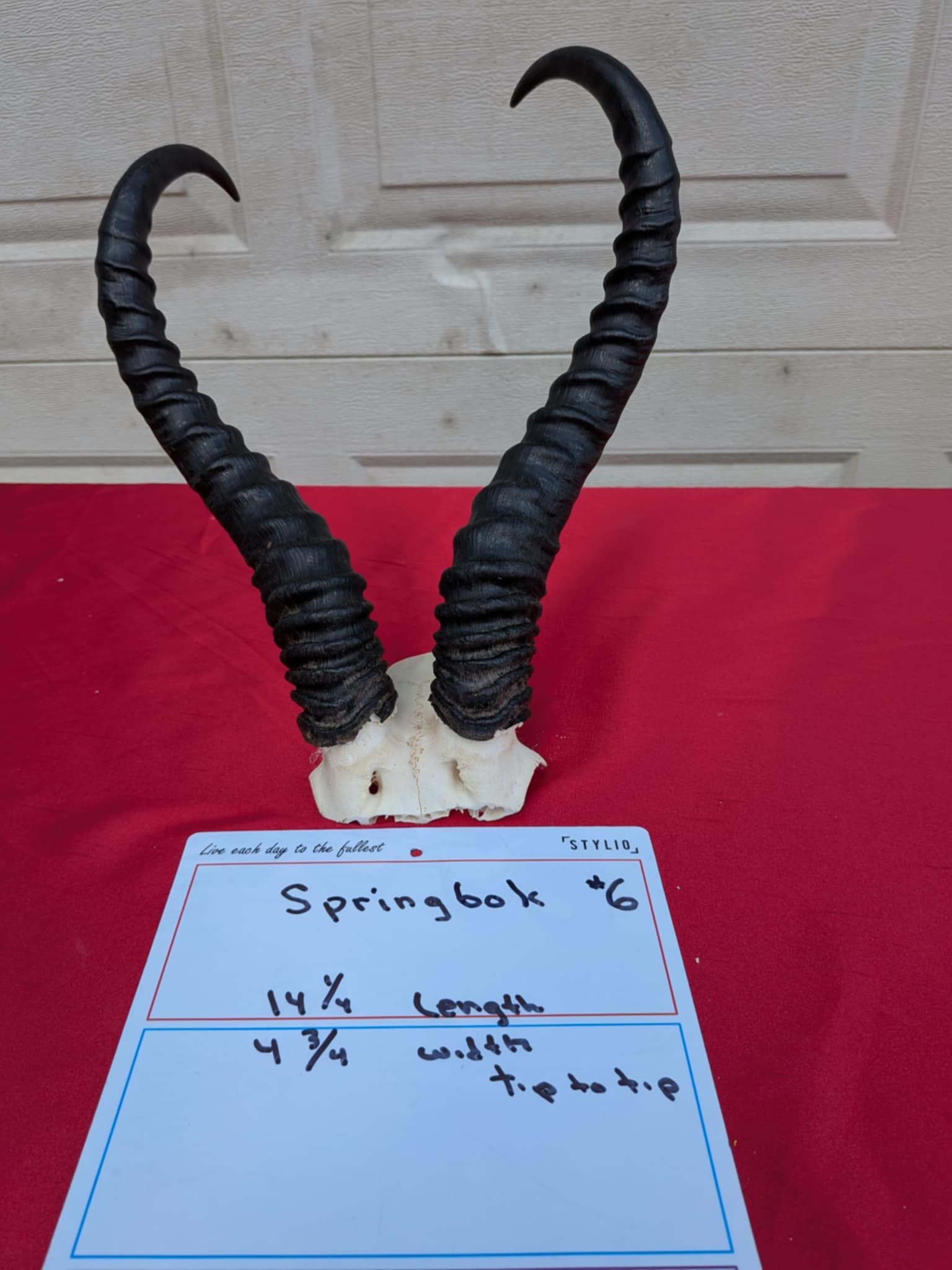 FHPATR66 - springbok real skull taxidermy mount