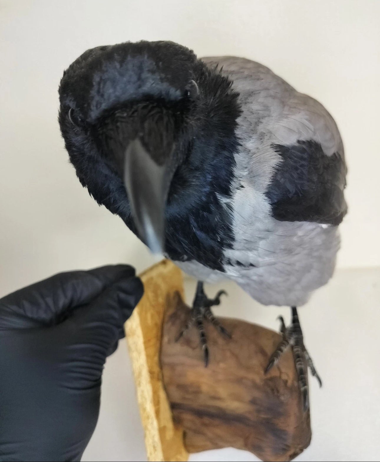 FHBIRD524- Hooded Crow taxidermy mount
