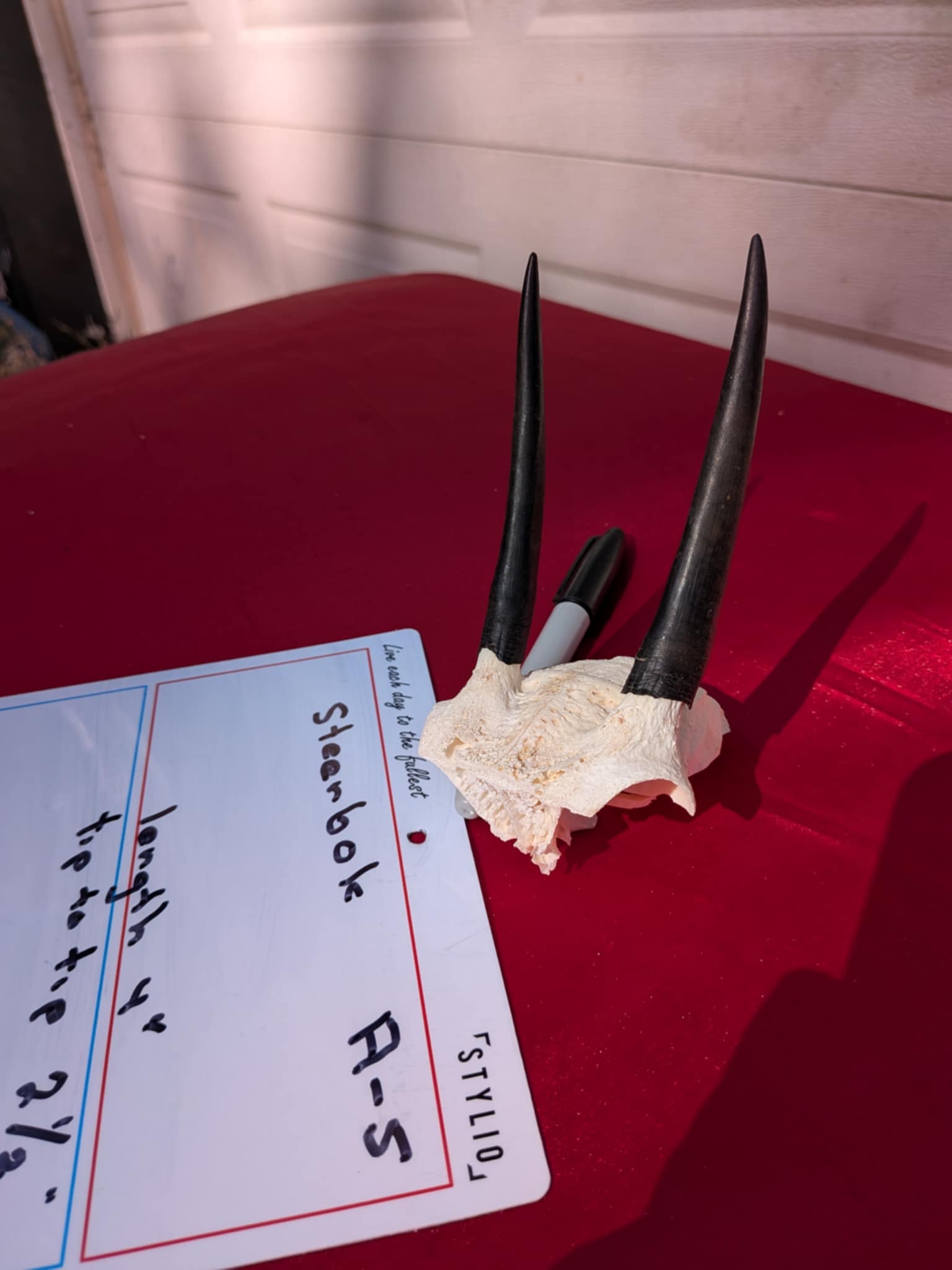 FHPATR5 - steenbok real skull taxidermy mount