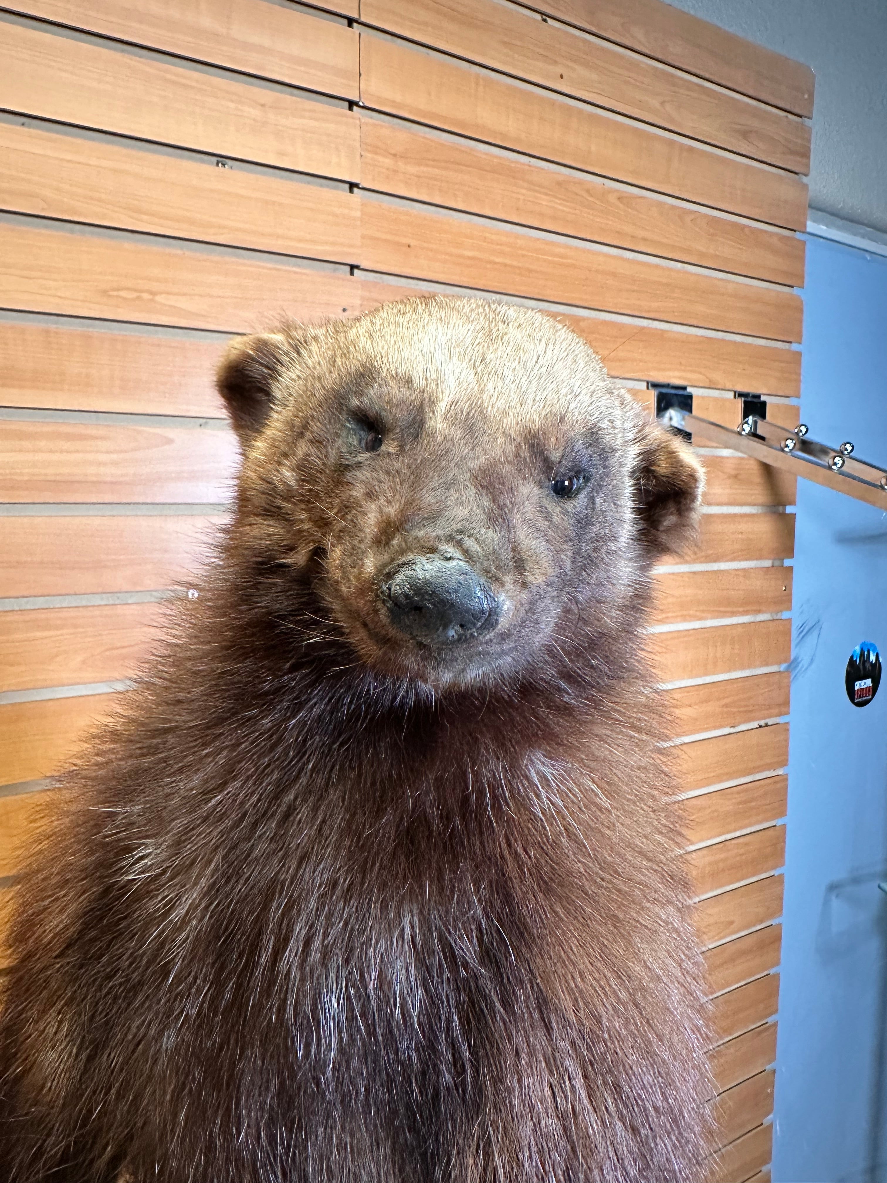 FHWOLV42-Beautiful Real Alaskan Wolverine Prime Fur Taxidermy Mount