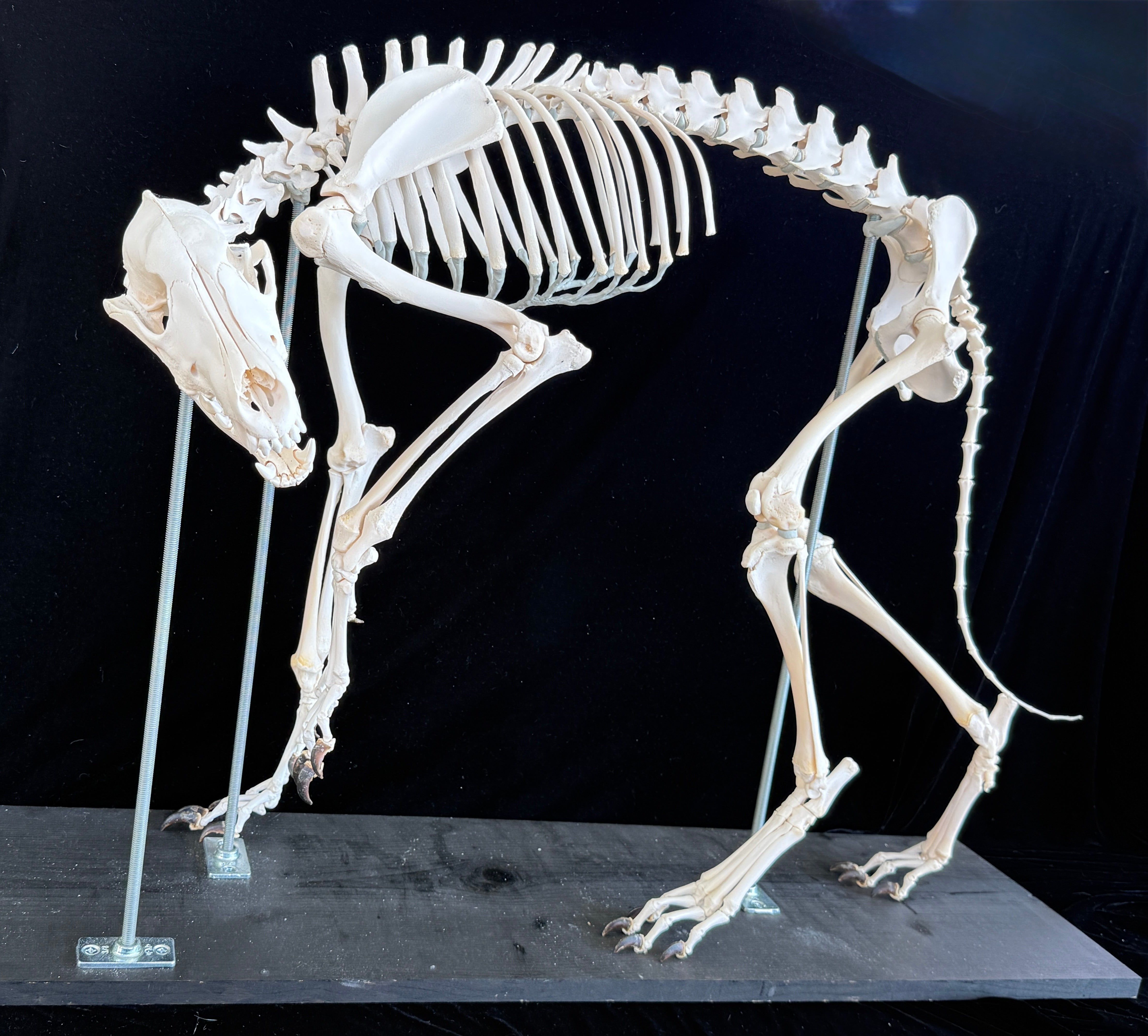 FHDA1 - Real Alaskan Wolf Articulated Skeleton taxidermy