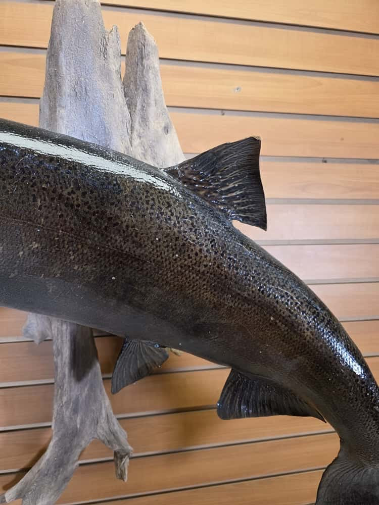 FHCM661 -38" King Salmon Real Skin Fish Taxidermy