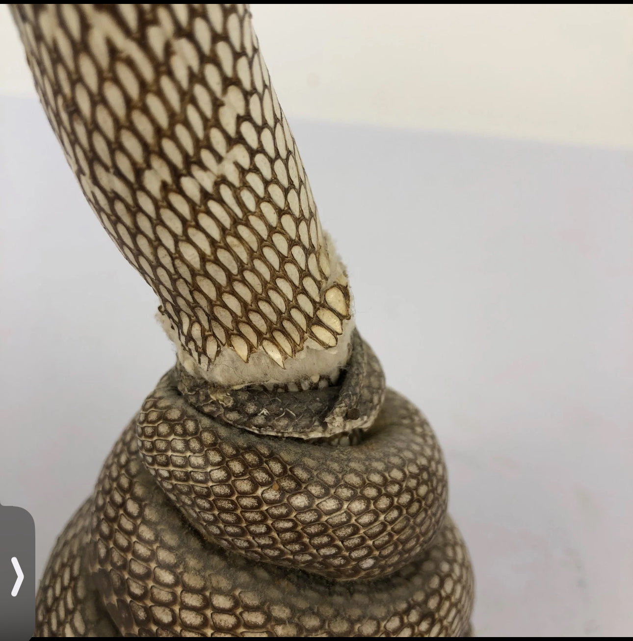 FHEB0814 - Cobra Snake Taxedermy  10.25" Tall Monocled