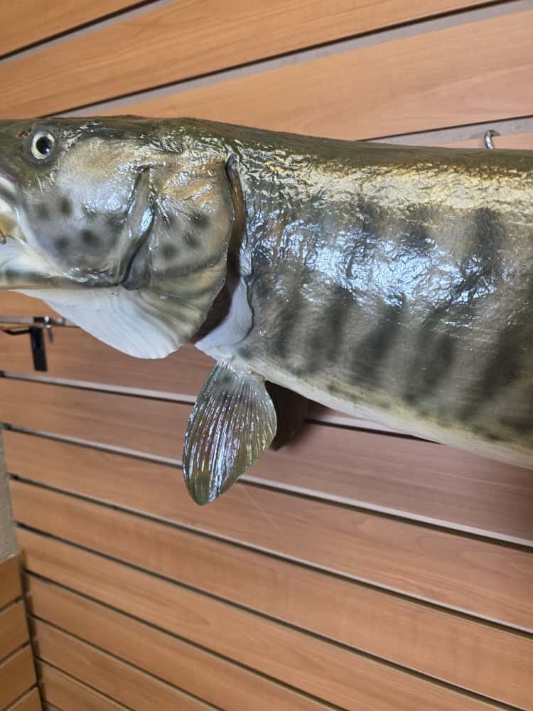 FHCM58 - Real Skin 51” Muskie Fish Taxidermy Wall Mount
