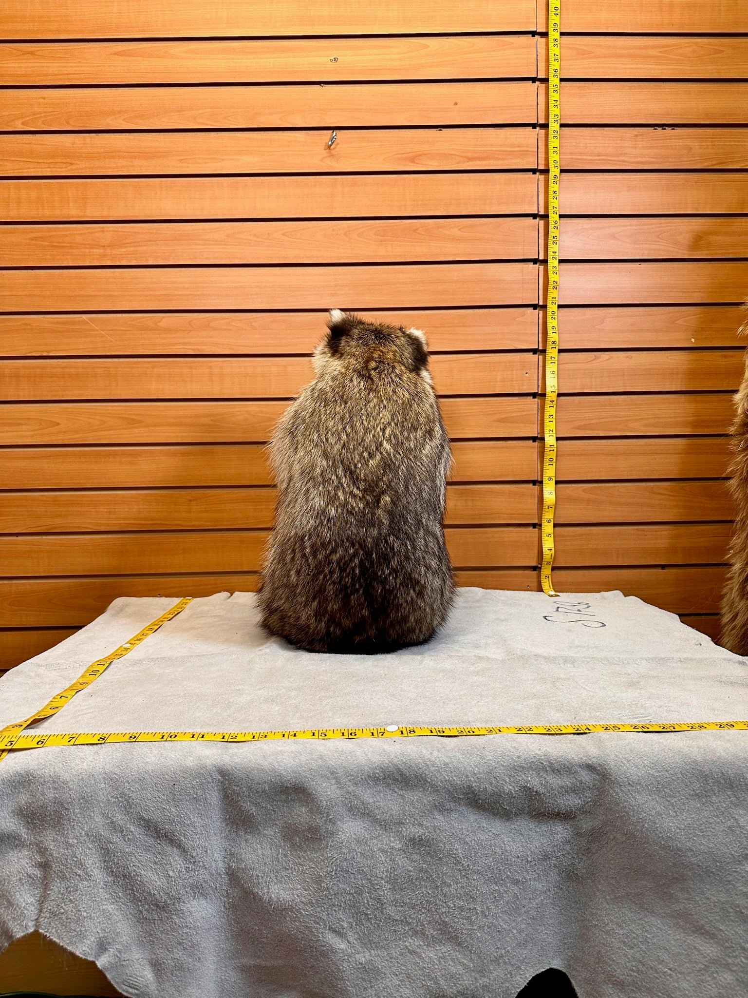 FH189- Raccoon taxidermy mount full body