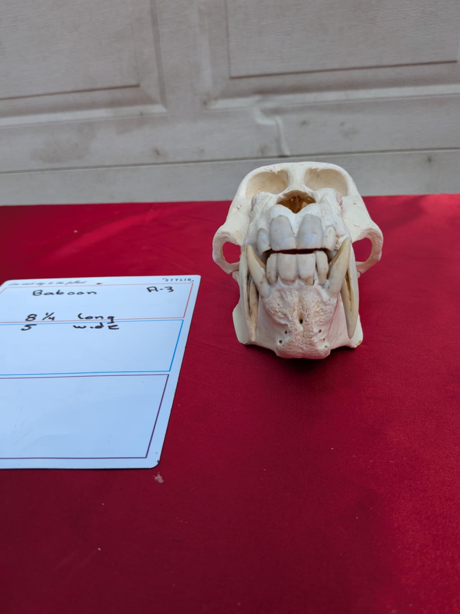FHPATR3 - Impressive male Perfect Teeth baboon Skull