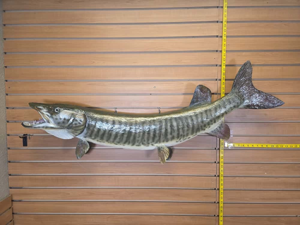 FHCM58 - Real Skin 51” Muskie Fish Taxidermy Wall Mount