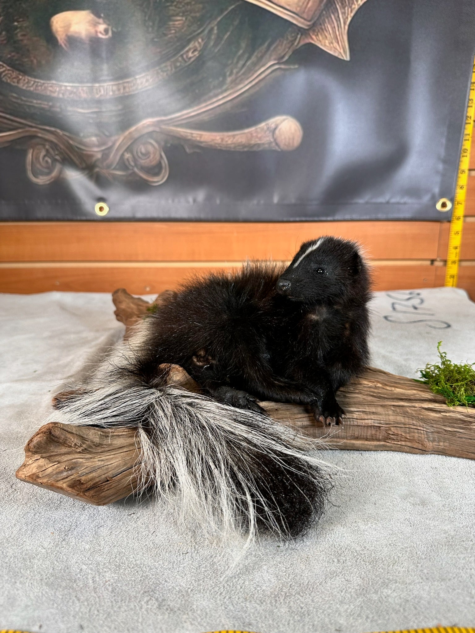 FHSKU33- baby skunk taxidermy mount