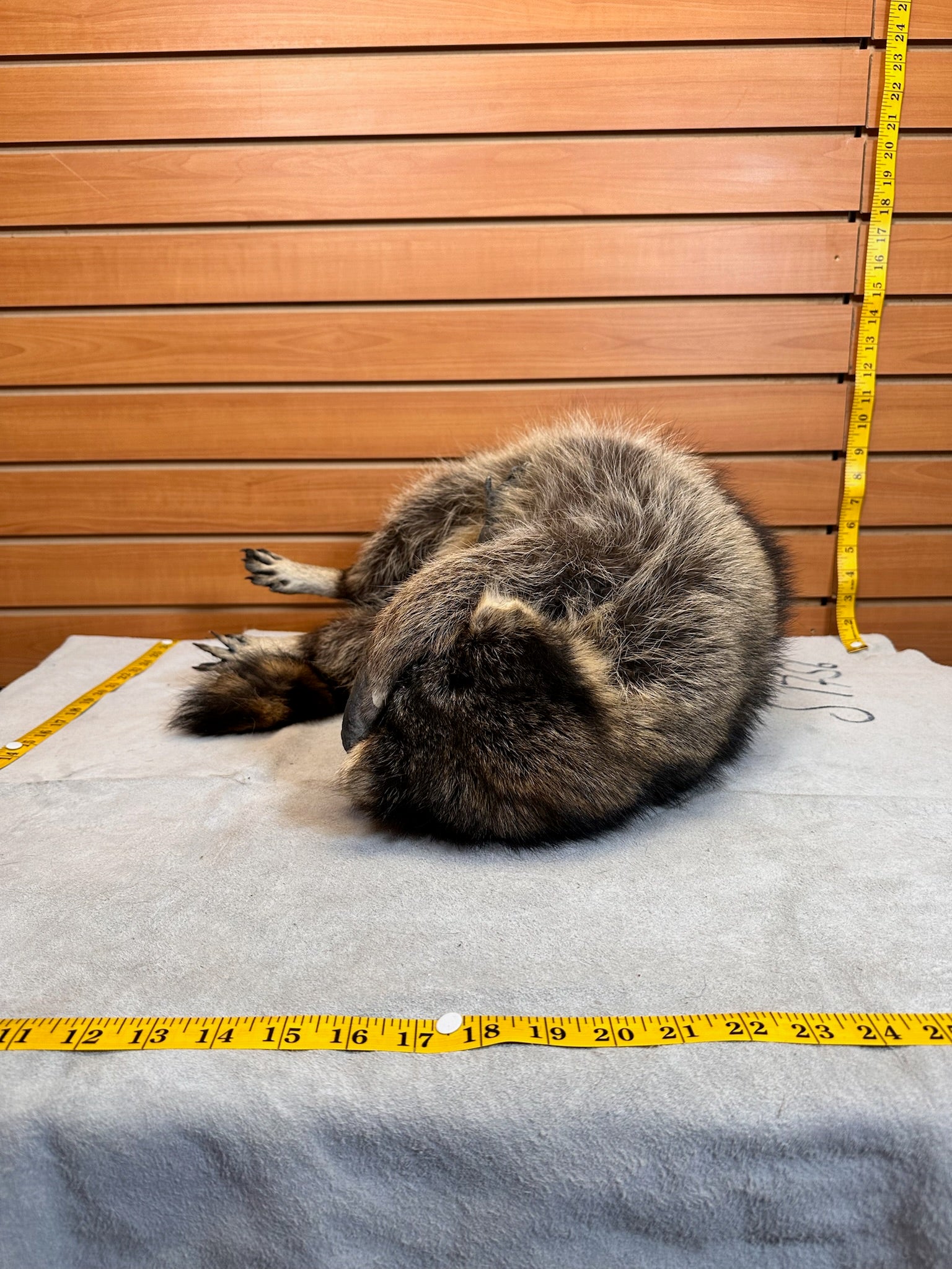 FHCOON3- raccoon taxidermy mount