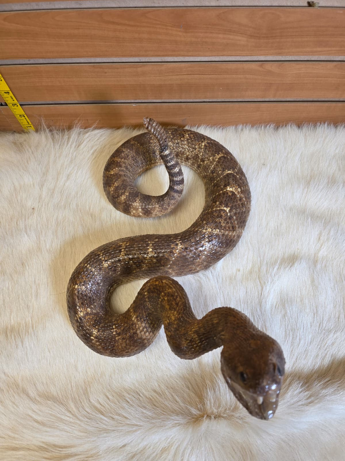 JF5 - Rattlesnake taxidermy mount
