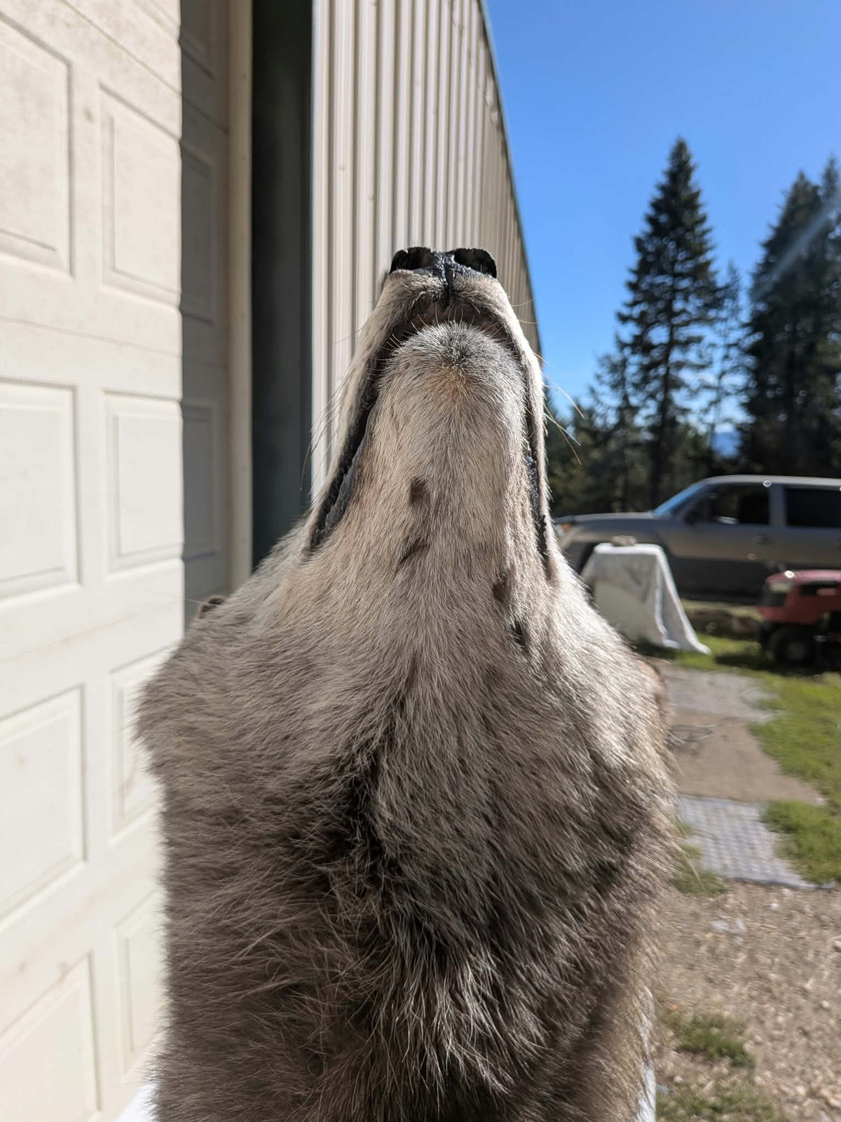 FHPAT247- Beautiful Alaskan Wolf Lifesize Taxidermy Mount