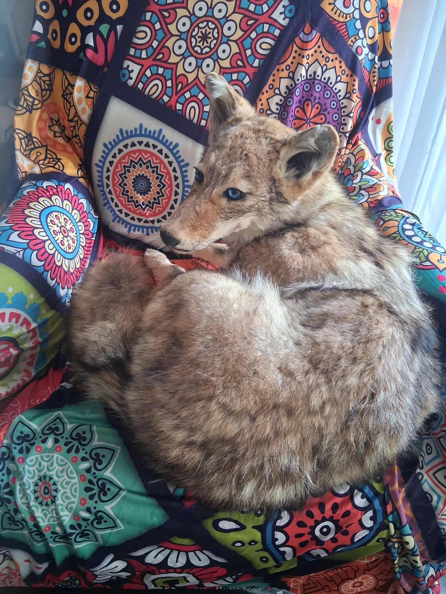 FHCOY205- Coyote Taxidermy Mount