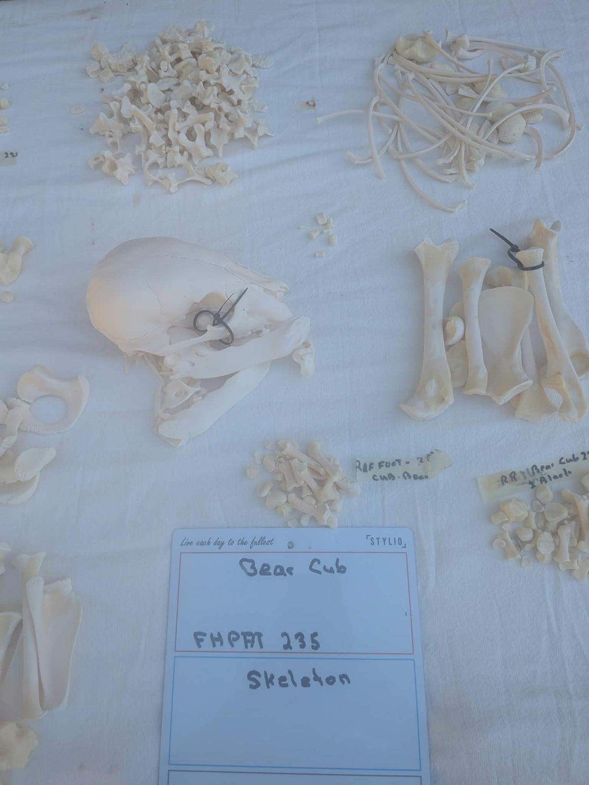 FHPAT235 - black bear cub baby Skeleton Professionally Cleaned For Articulation