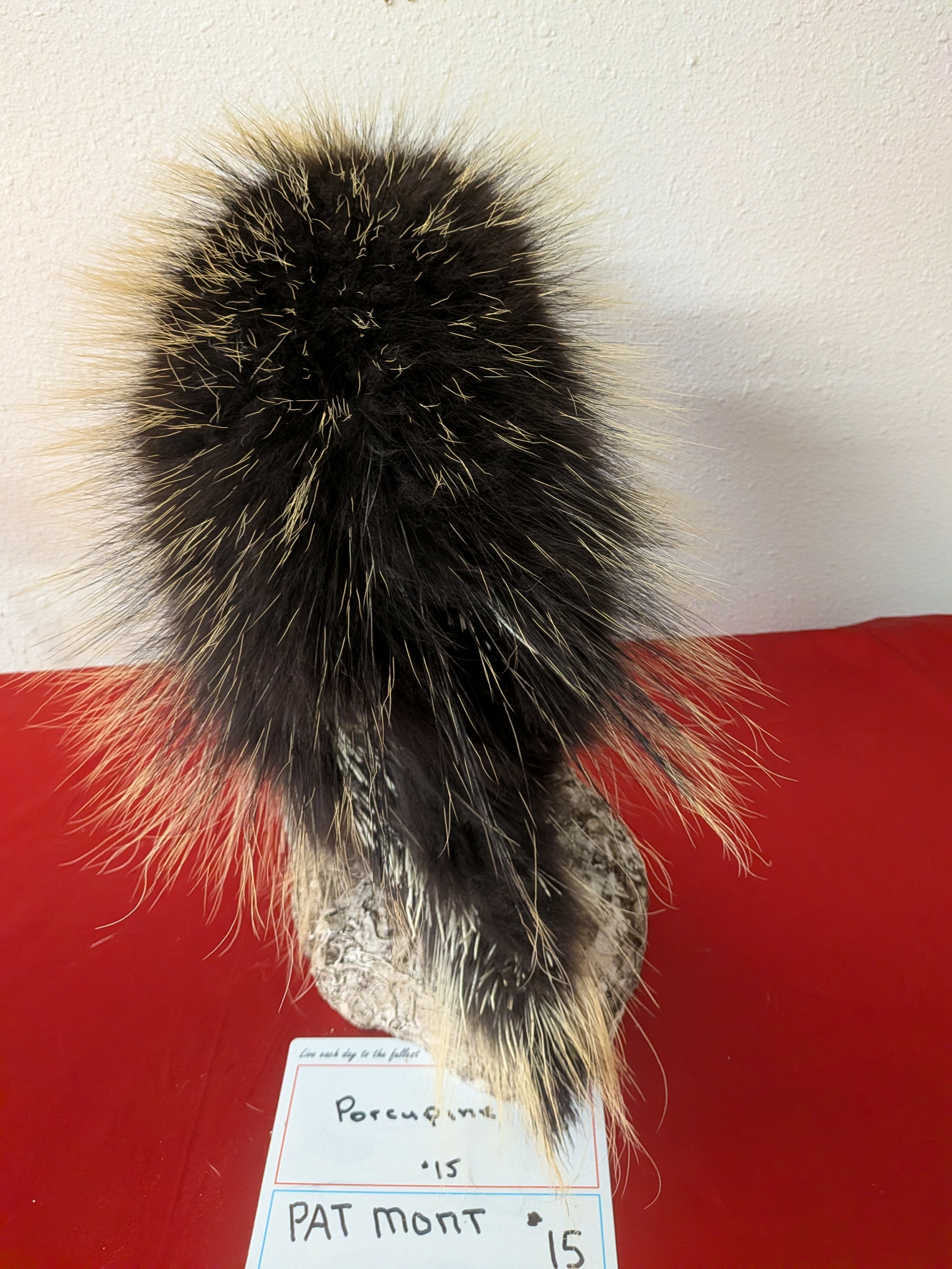 FHPAT15- Beautiful Montana Prime Winter Porcupine Full Taxidermy Mount