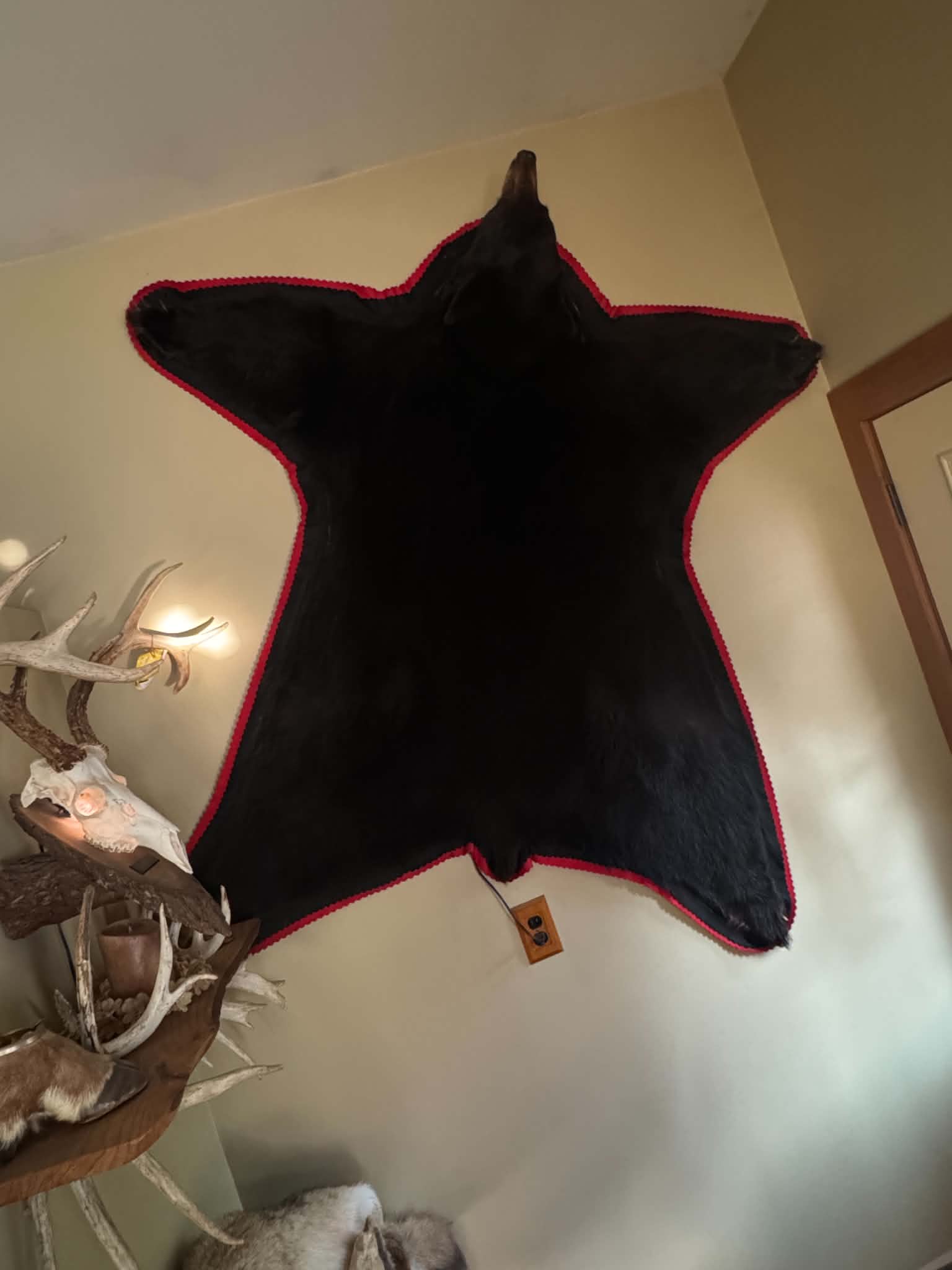 FHELLIOT1 - beautiful Black Bear Rug Taxidermy – 70”