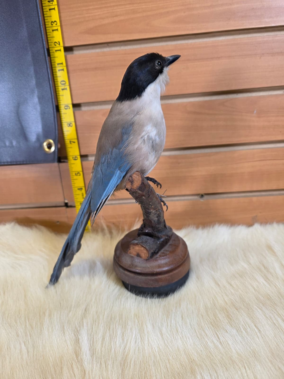 JF2 - Azure Winged Magpie taxidermy bird mount