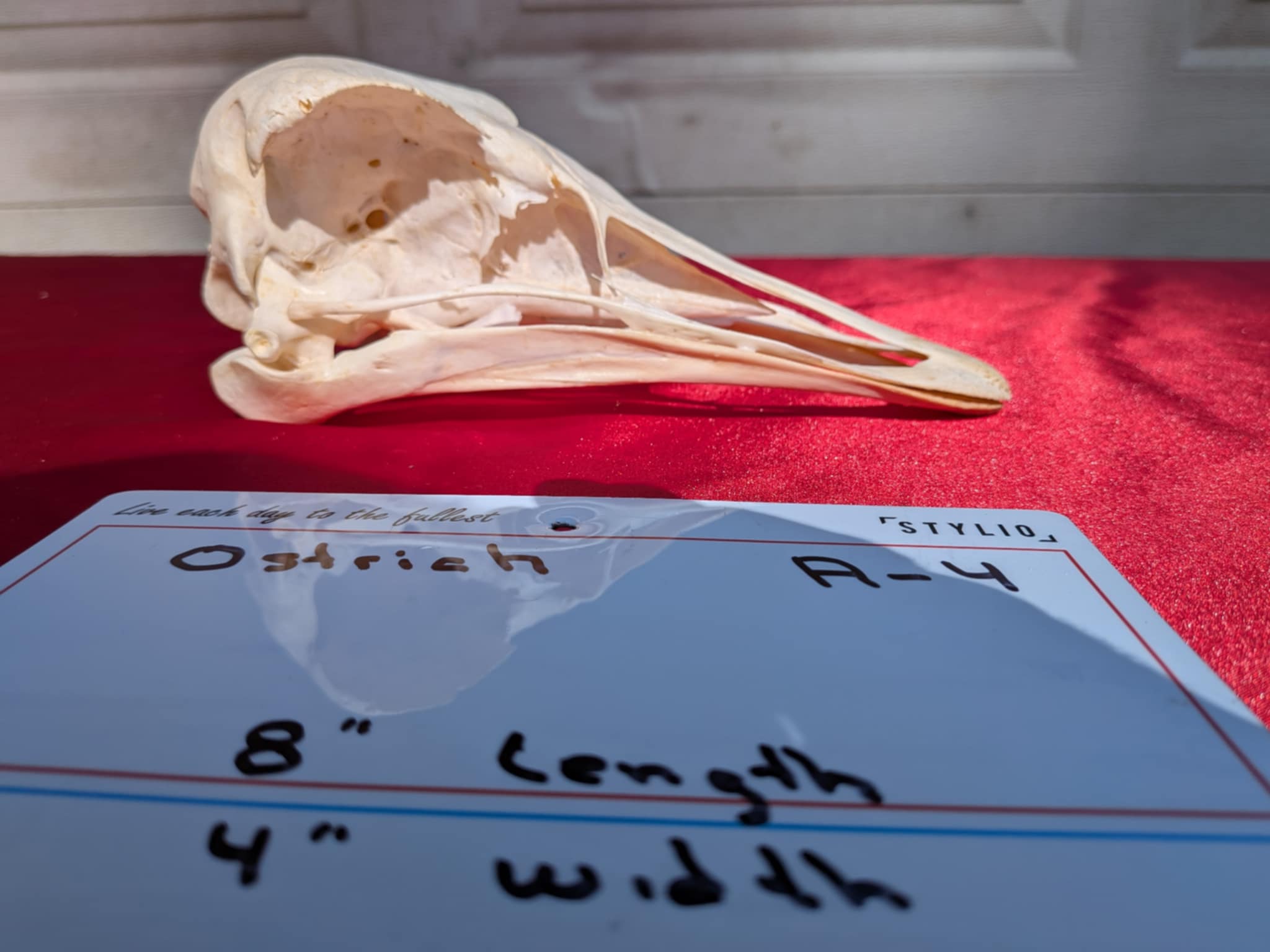 FHPATR4 - ostrich real skull taxidermy mount