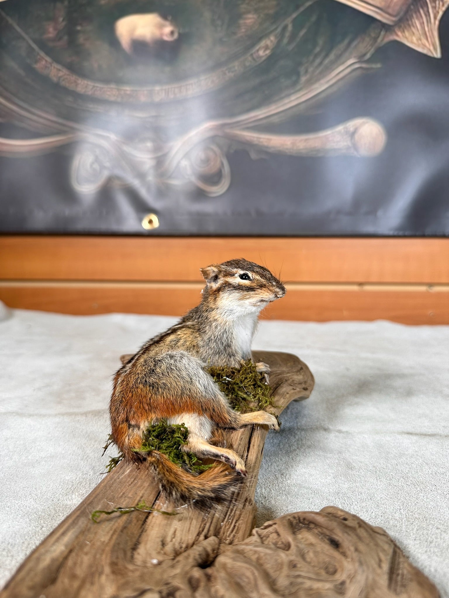 FHCHIP20- chipmunk taxidermy mount