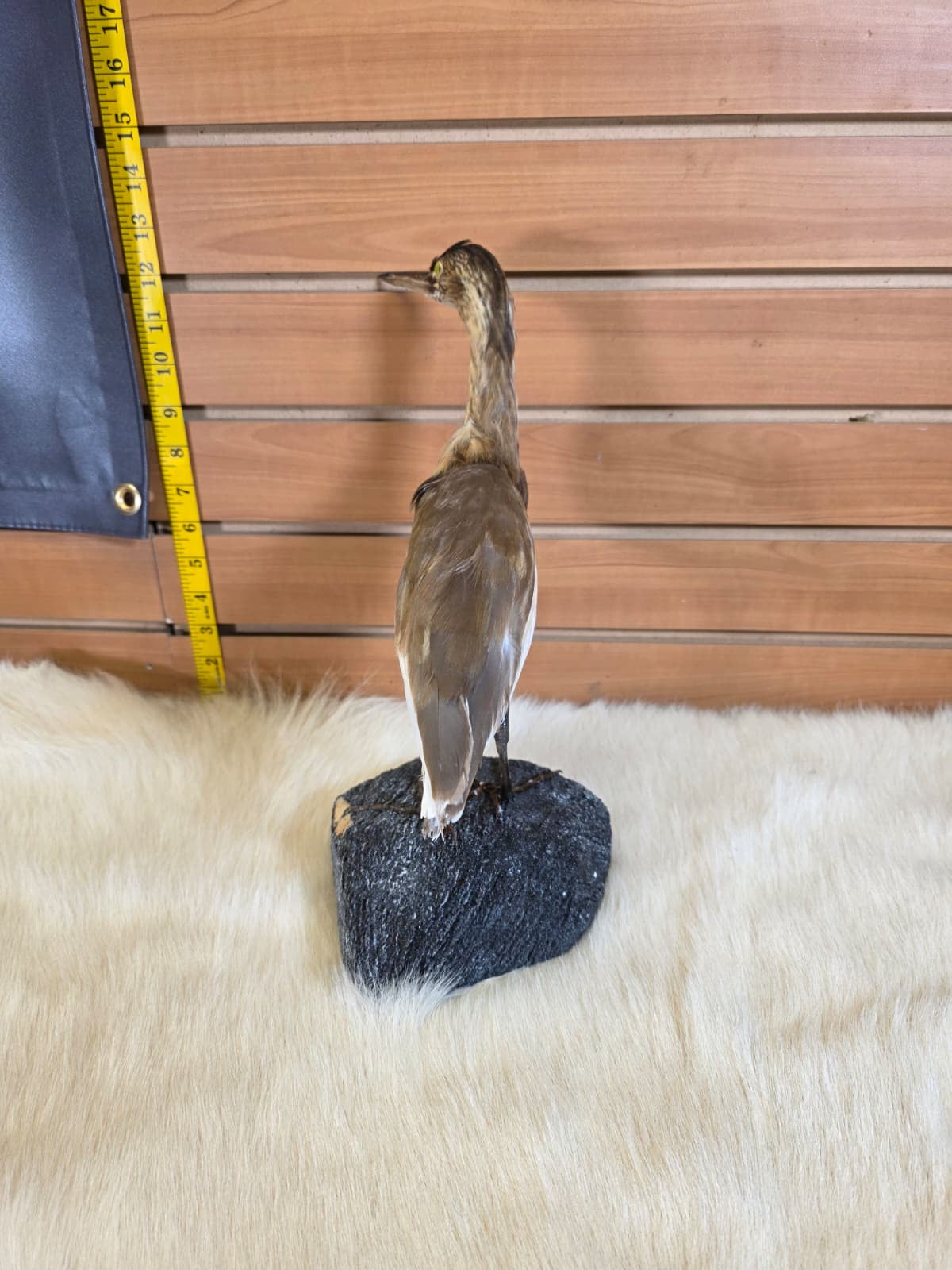 JF1 -  Squacco Heron taxidermy mount