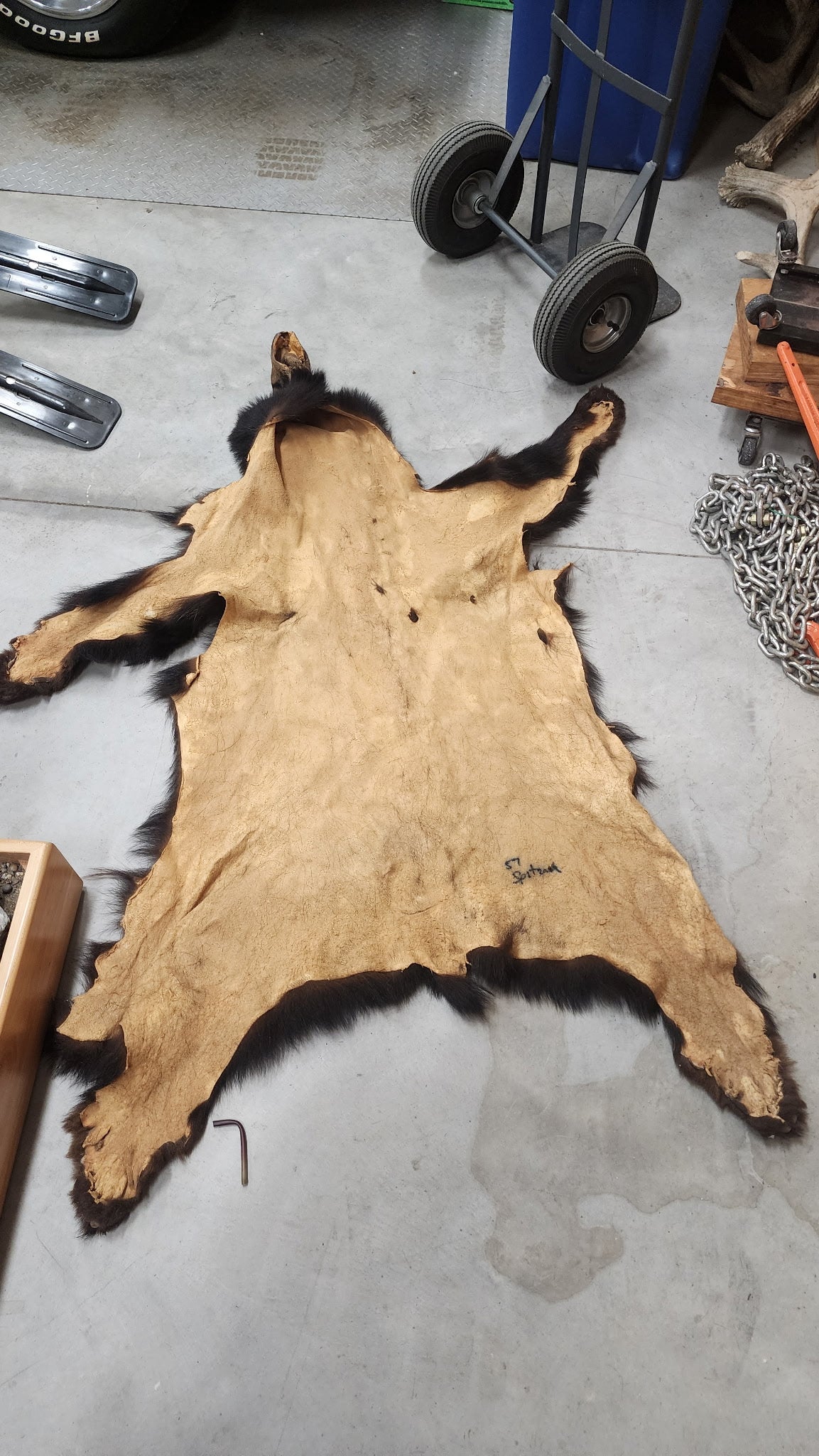 FHBRAD31 - Bear Hide Taxidermy
